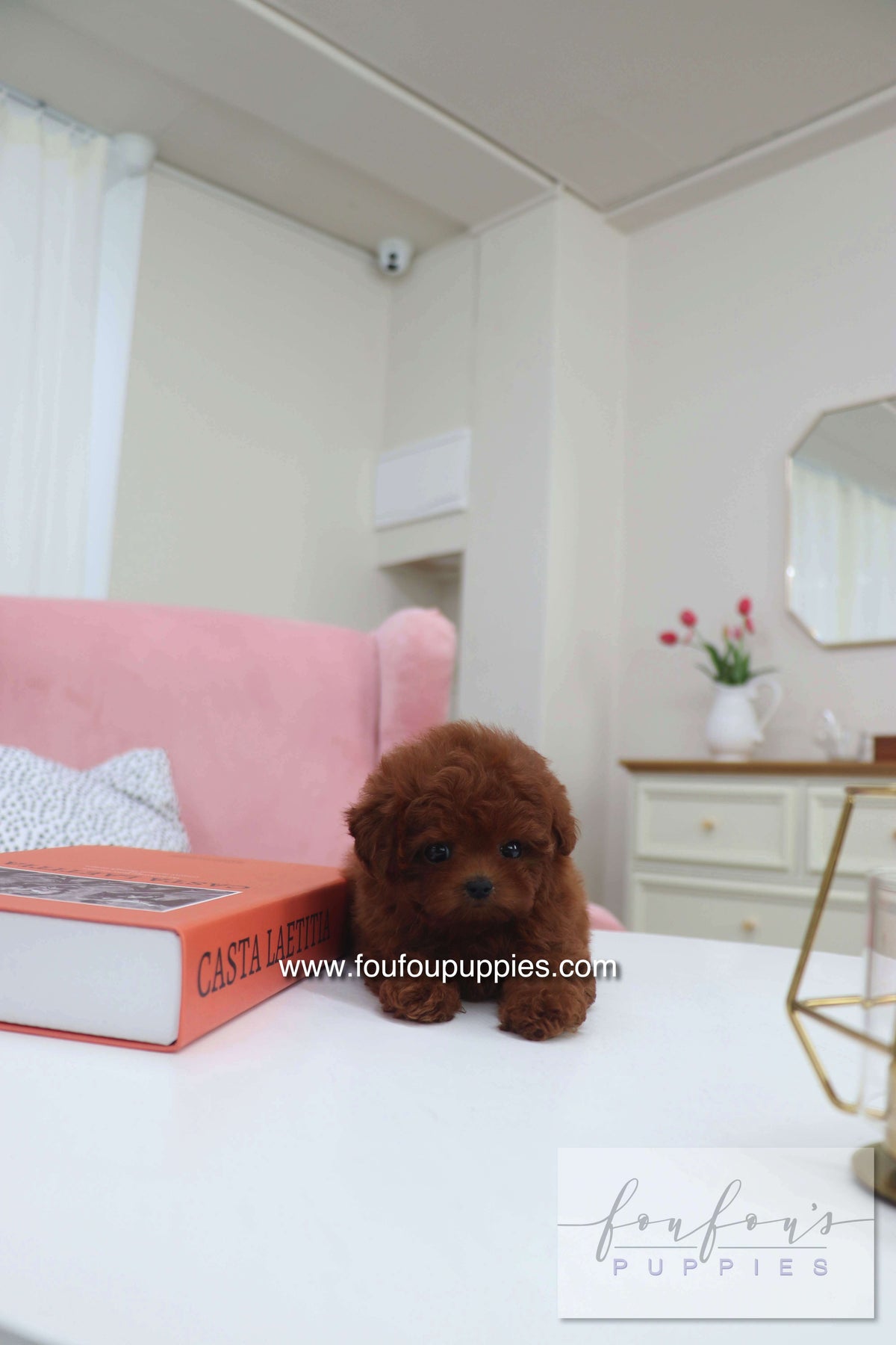 Mimi - Poodle F.