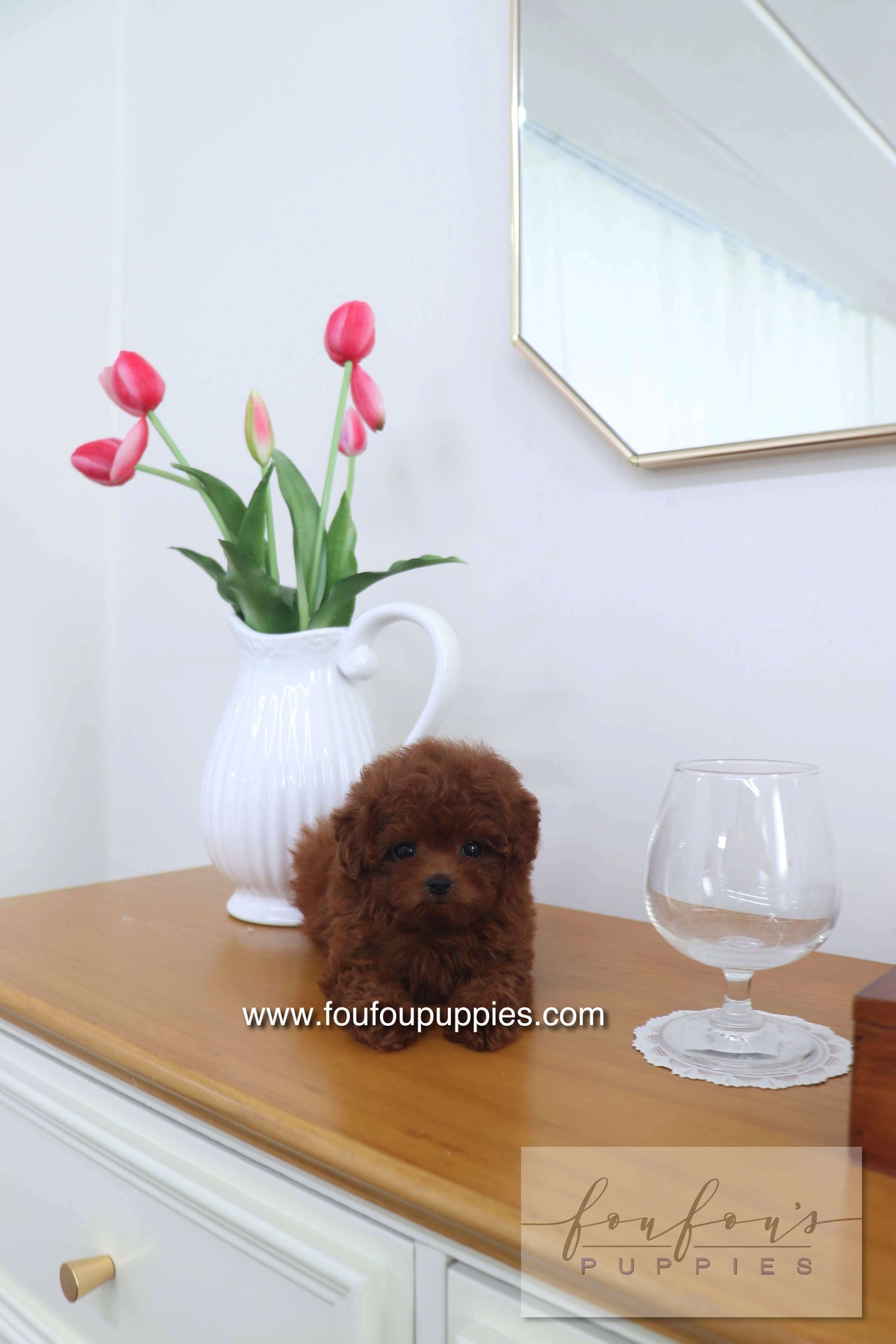 Mimi - Poodle F.