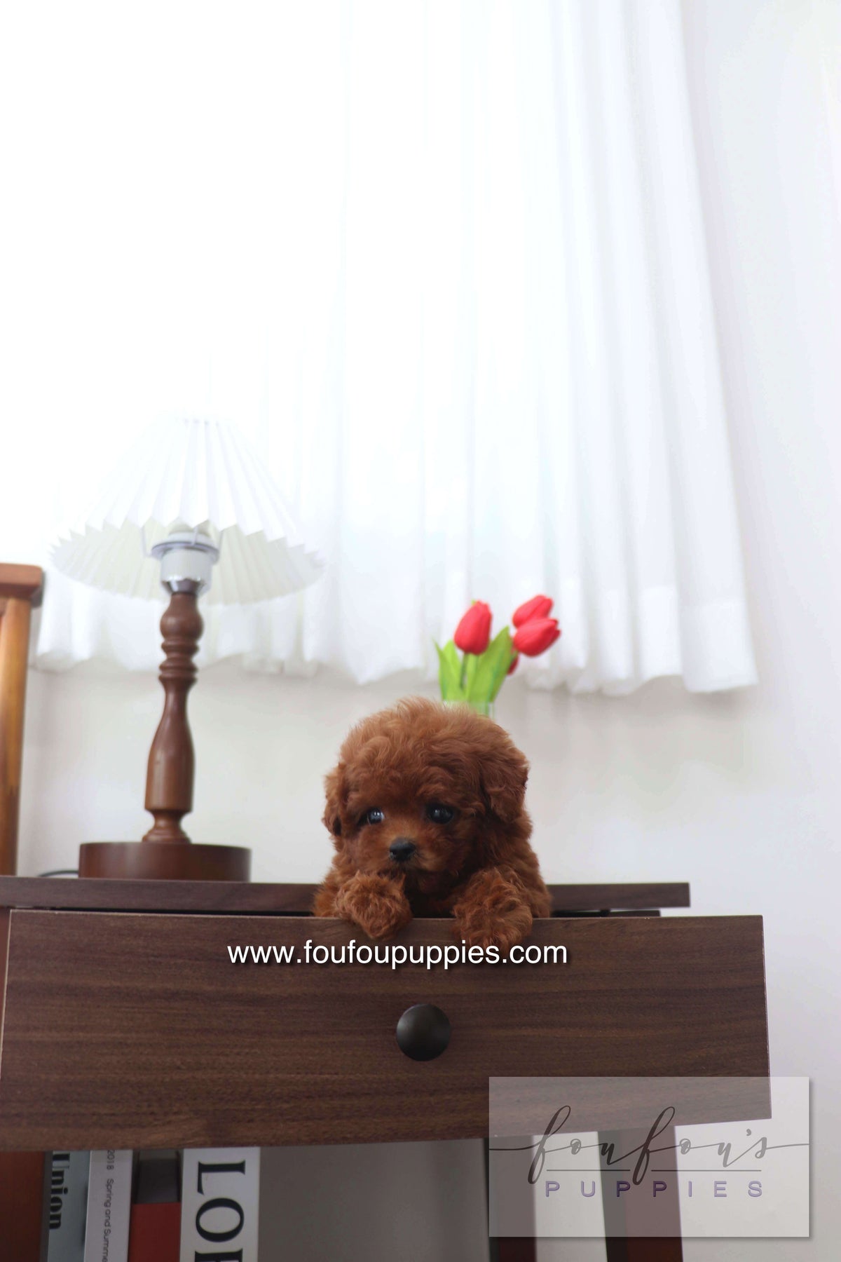 Mimi - Poodle F.