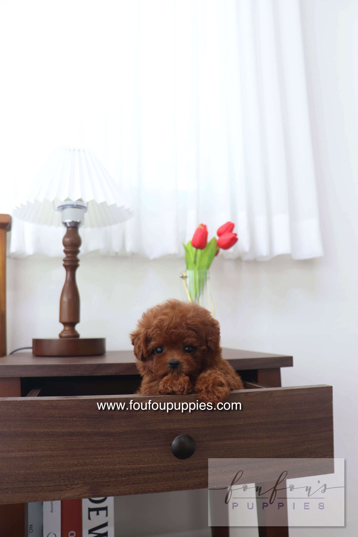 Mimi - Poodle F.