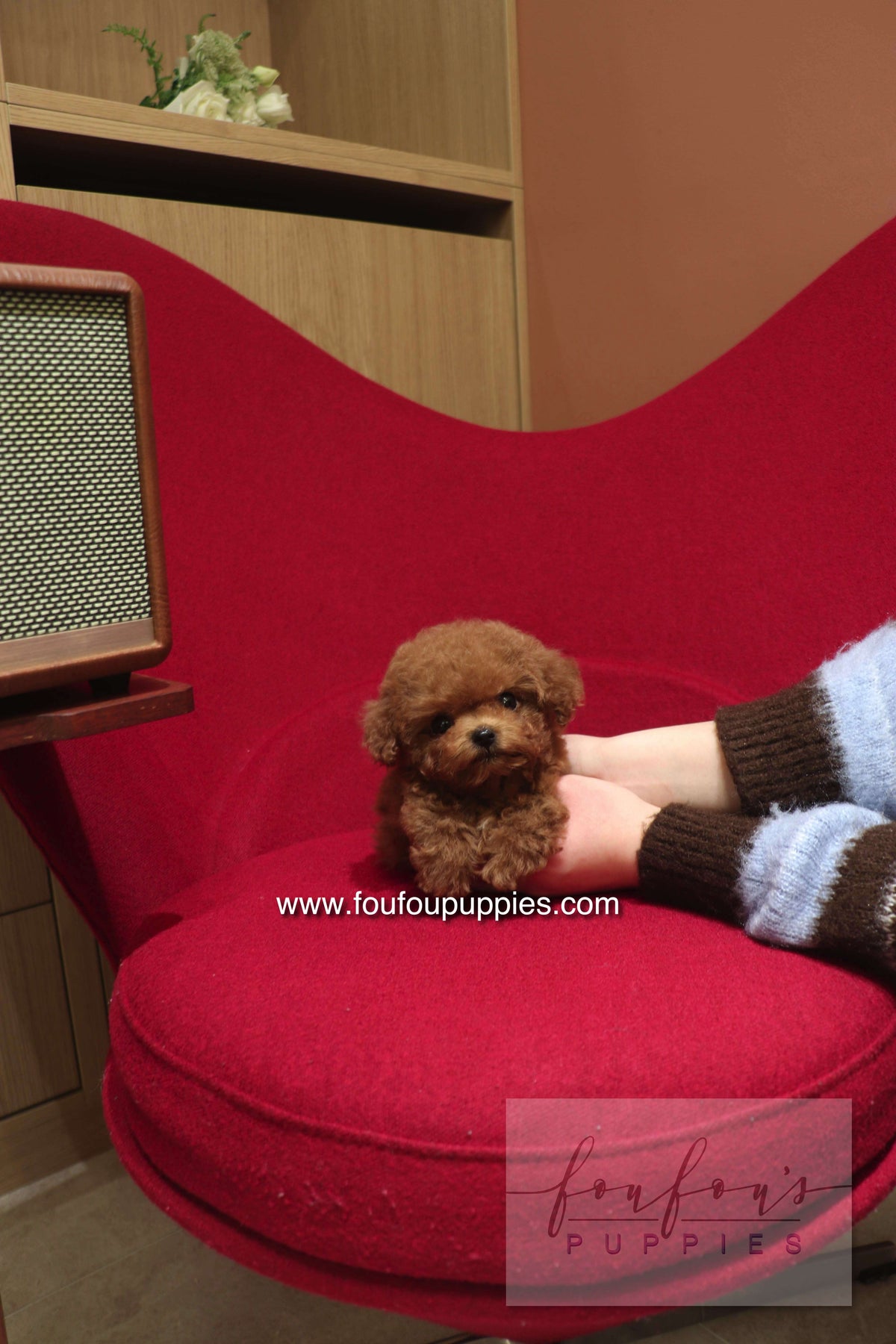 Buy Teacup Puppies