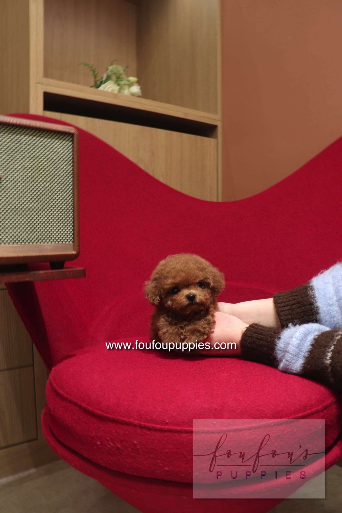 Kiko - Poodle M.