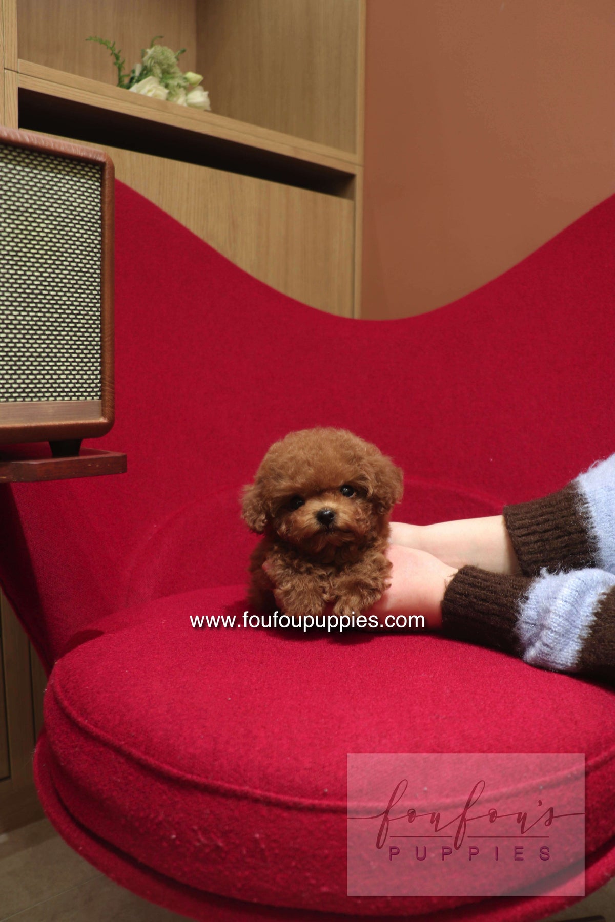 Kiko - Poodle M.