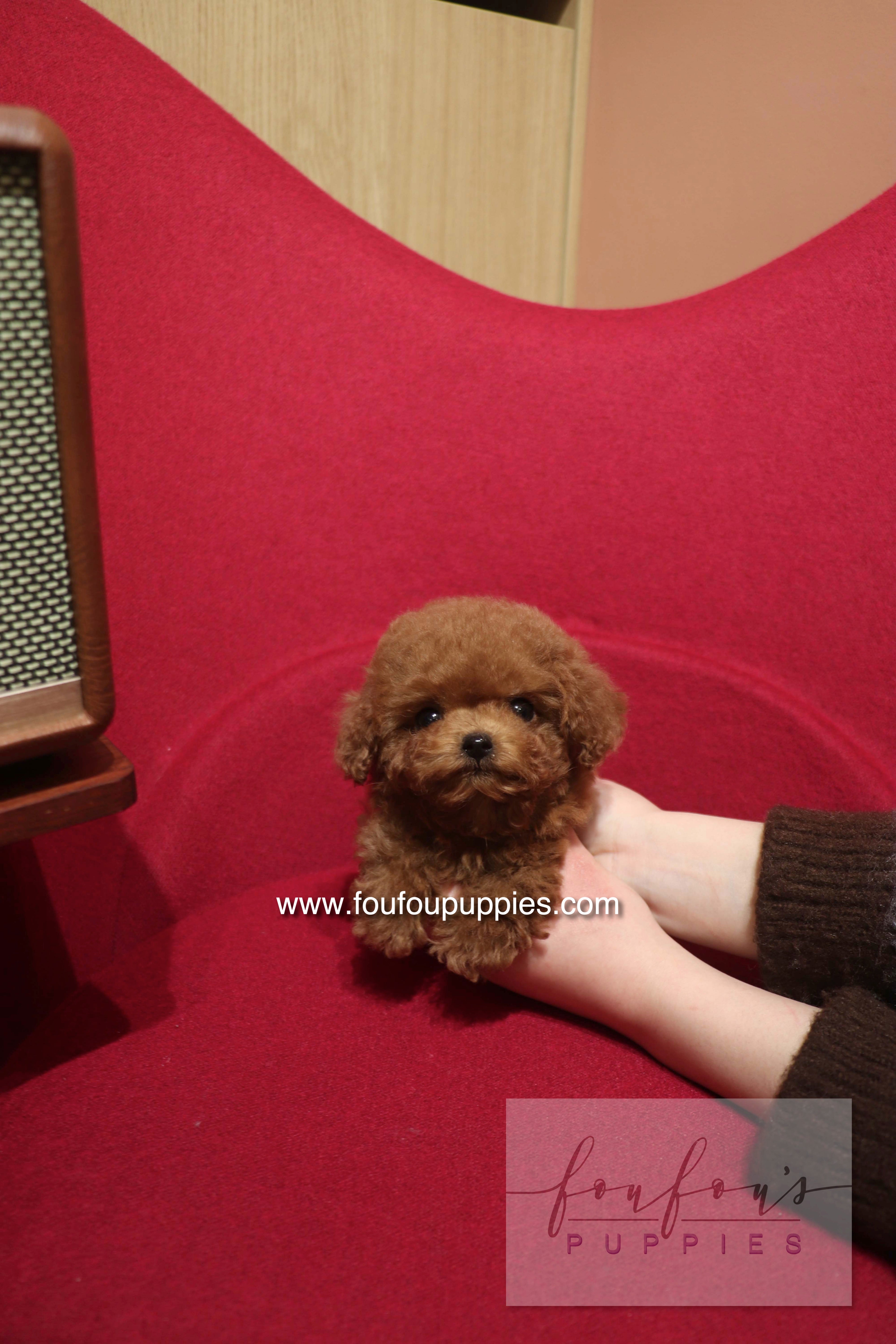 Kiko - Poodle M.