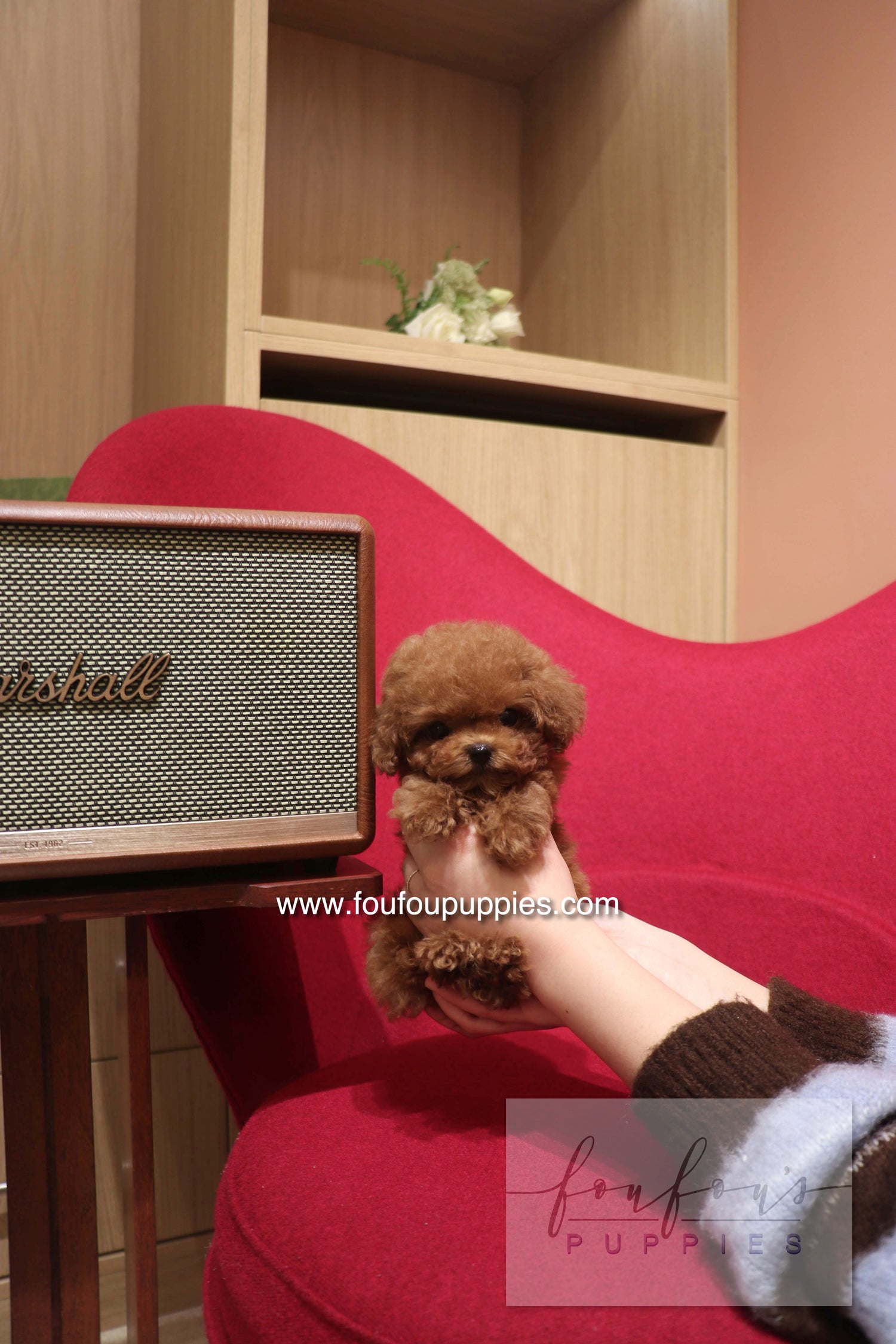 Small brown dog sitting on a red chair next to a Marshall amplifier.