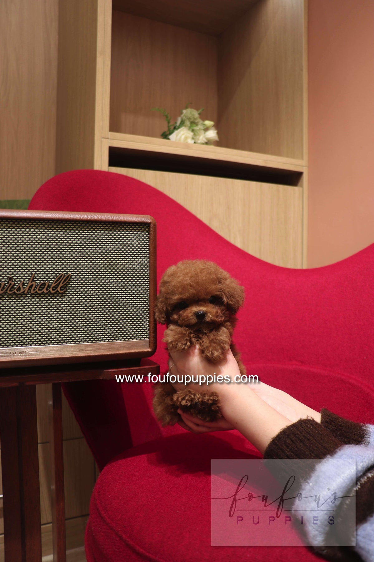 Kiko - Poodle M.