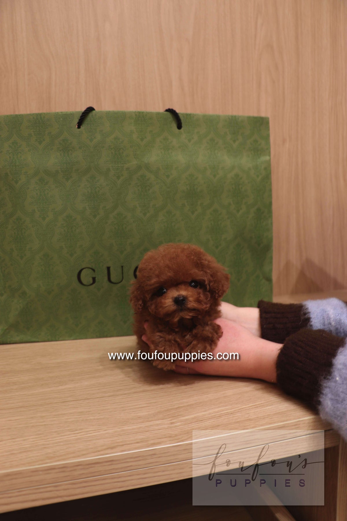 Kiko - Poodle M.