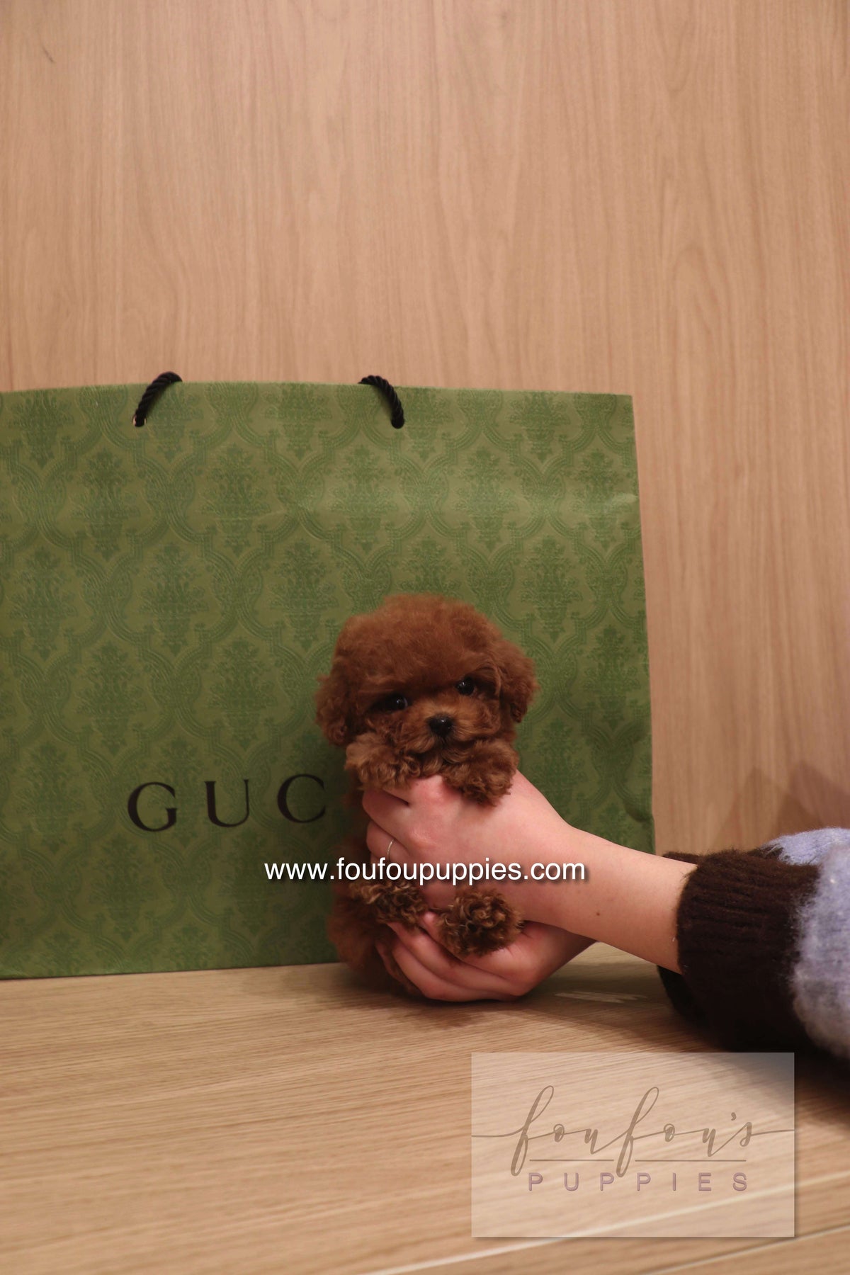 Kiko - Poodle M.