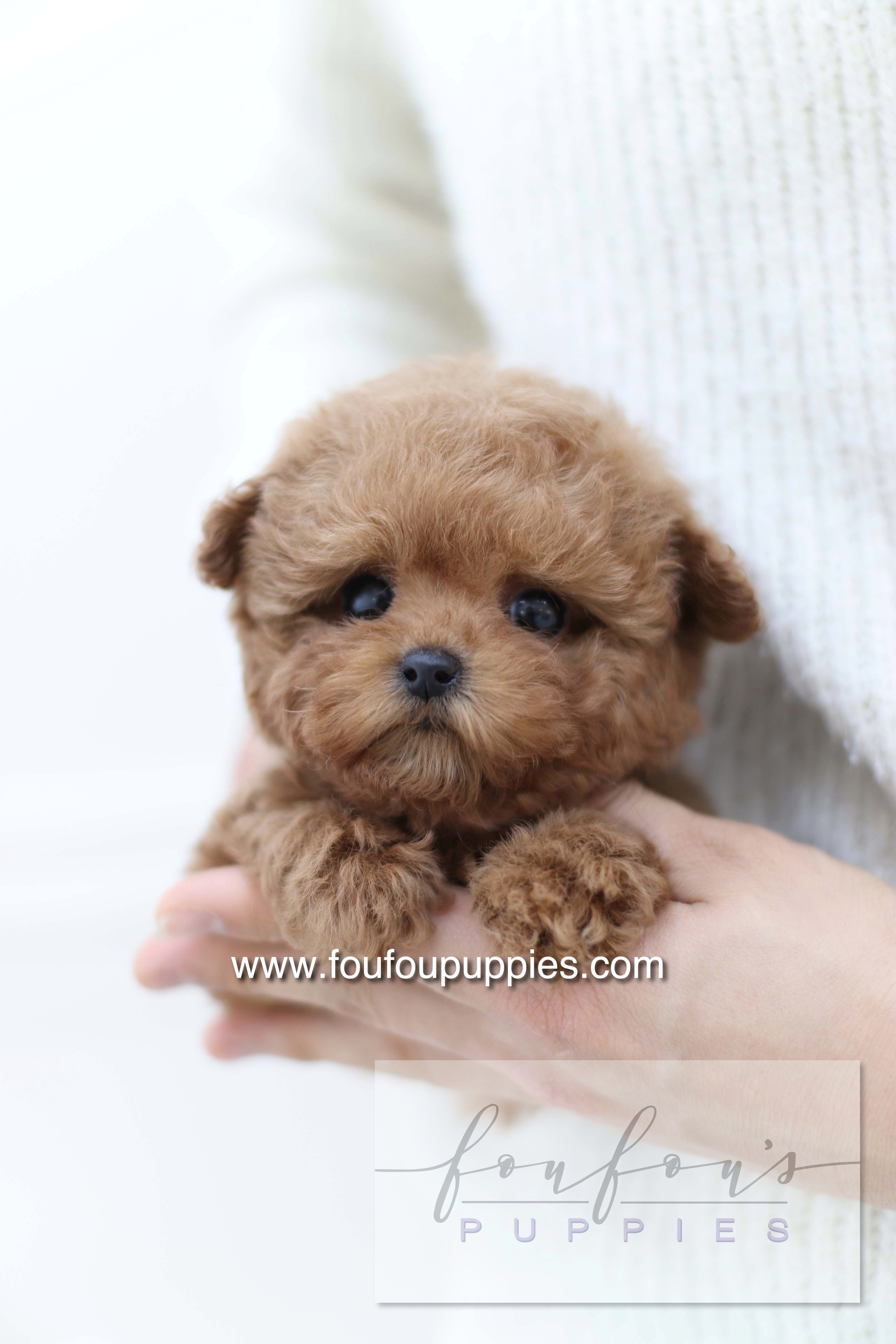 Sakura - Poodle F.