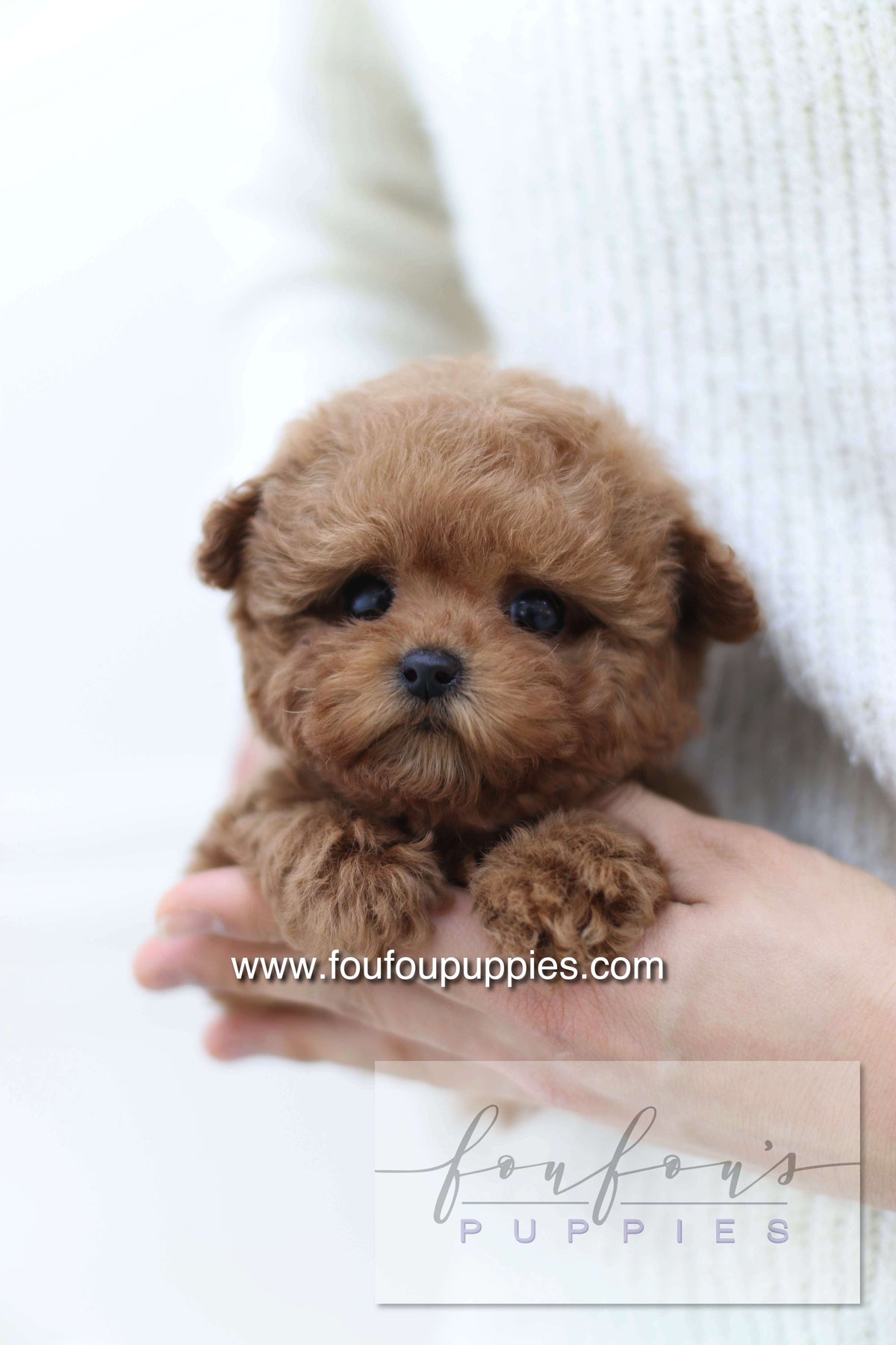 Sakura - Poodle F.