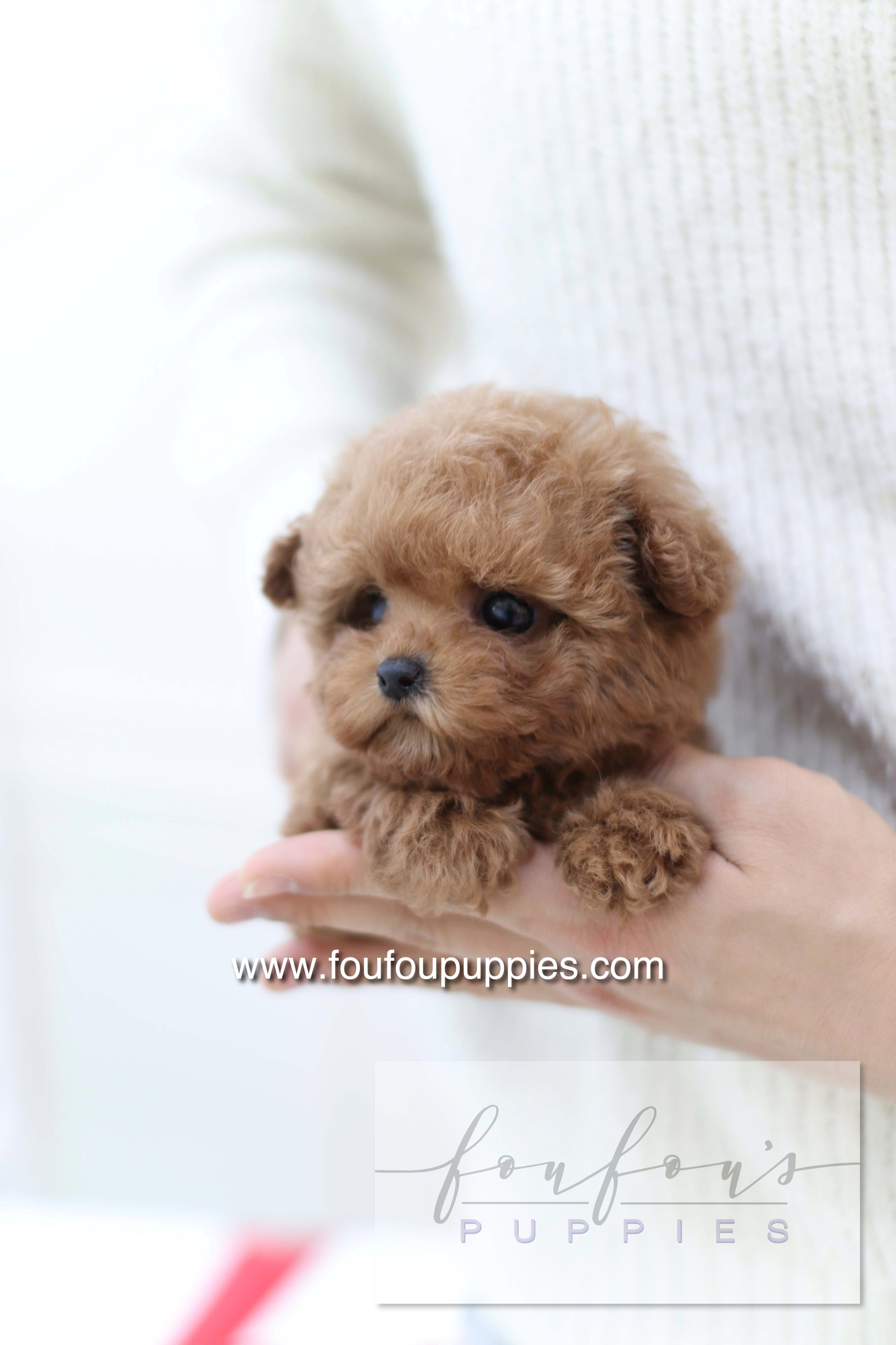 Sakura - Poodle F.