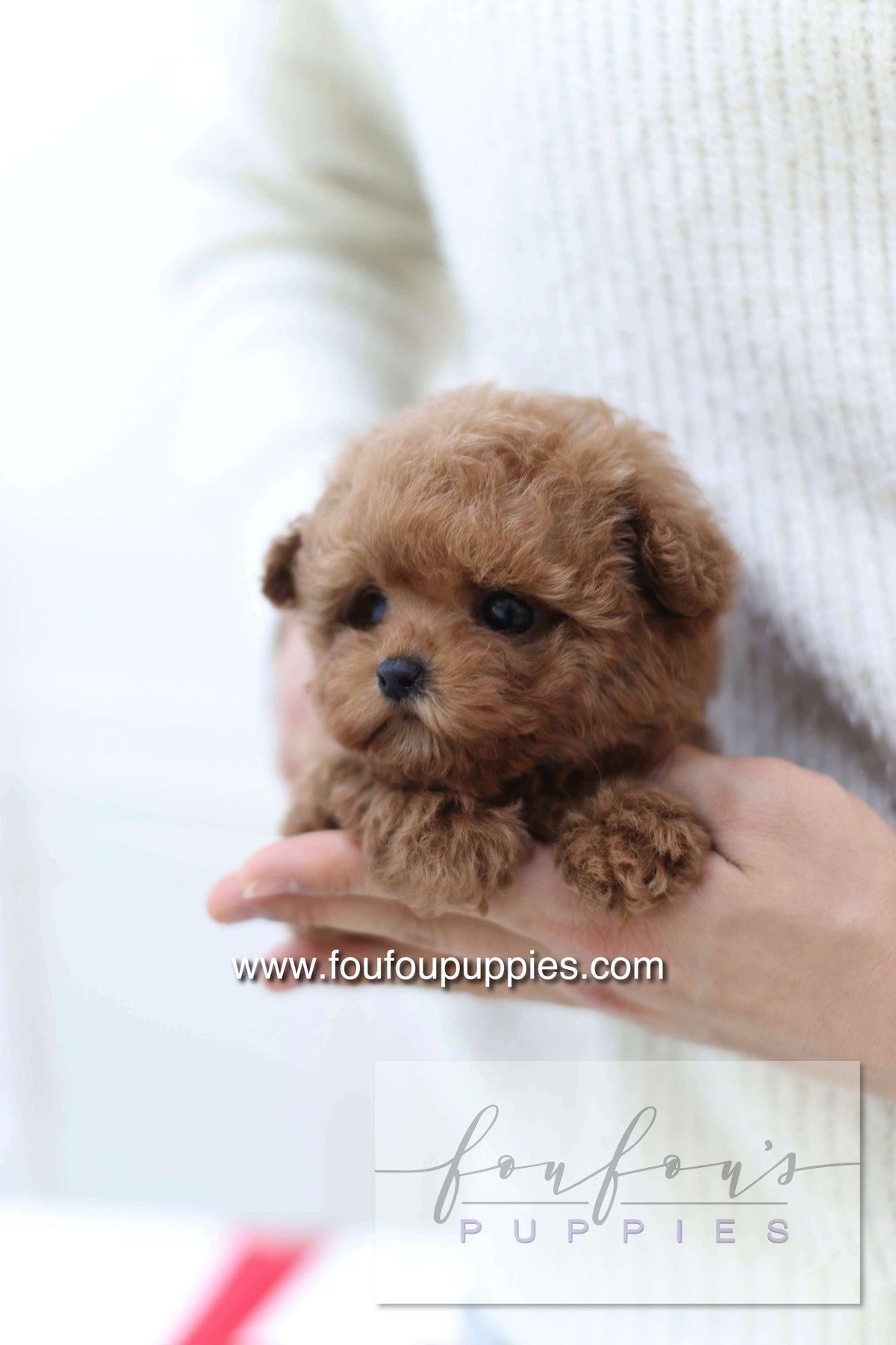 Sakura - Poodle F.