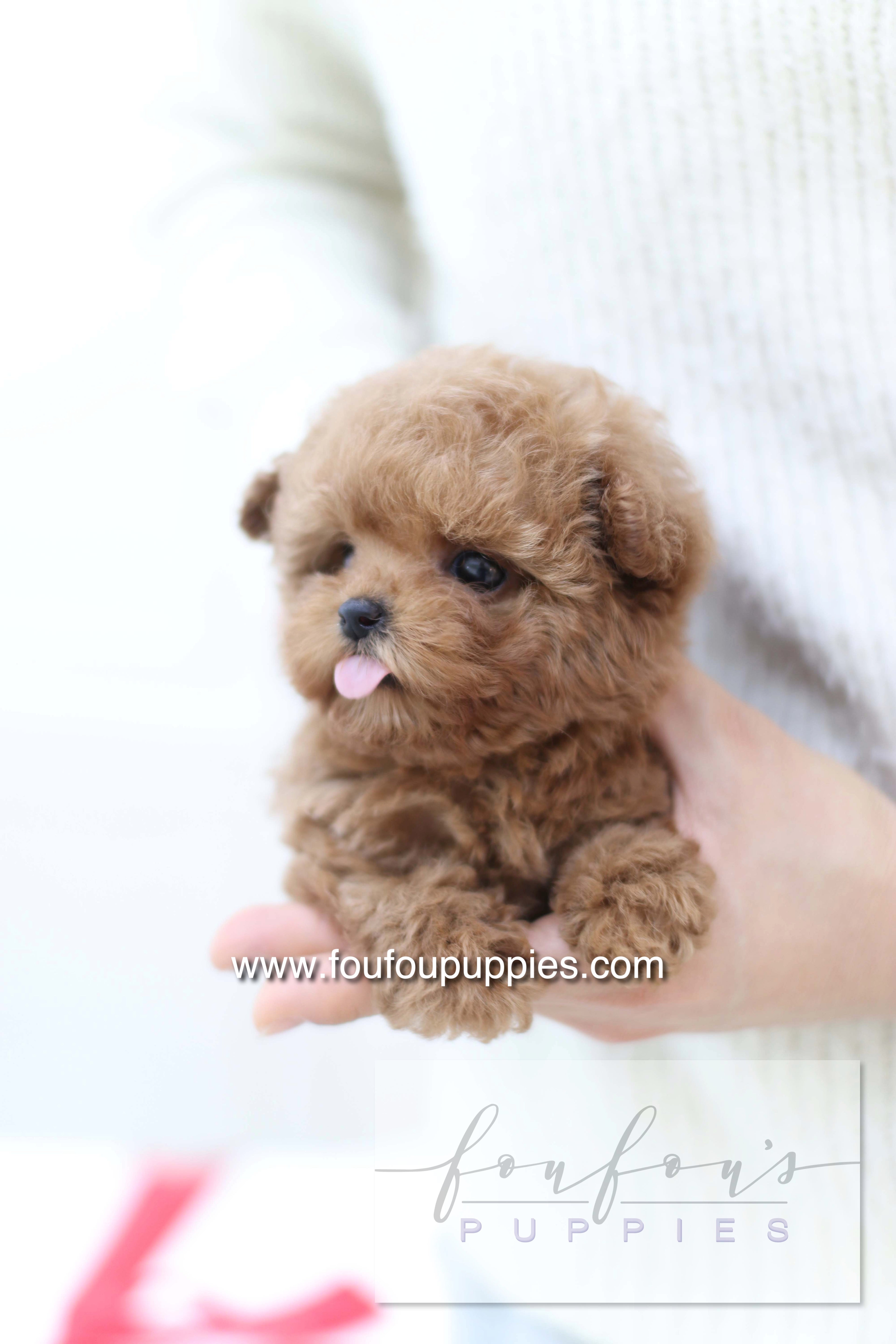 Sakura - Poodle F.