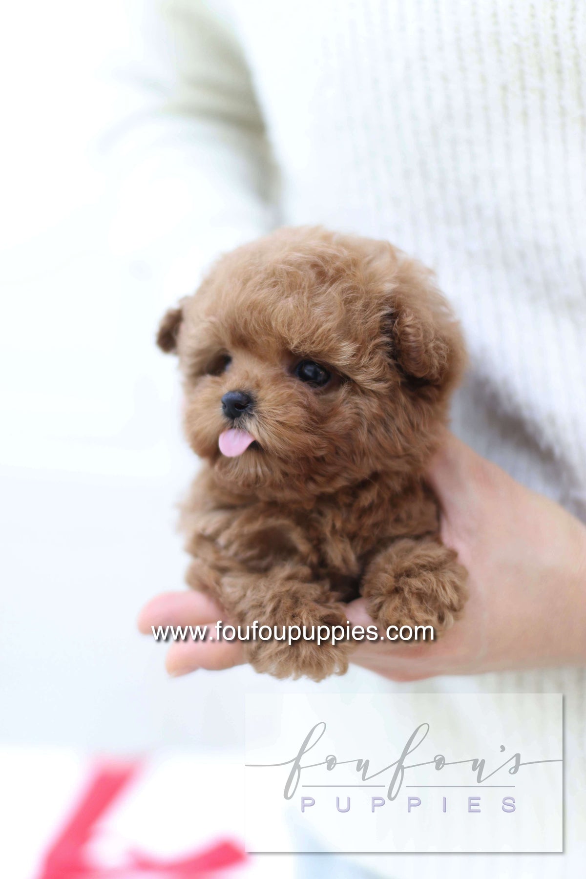 Sakura - Poodle F.