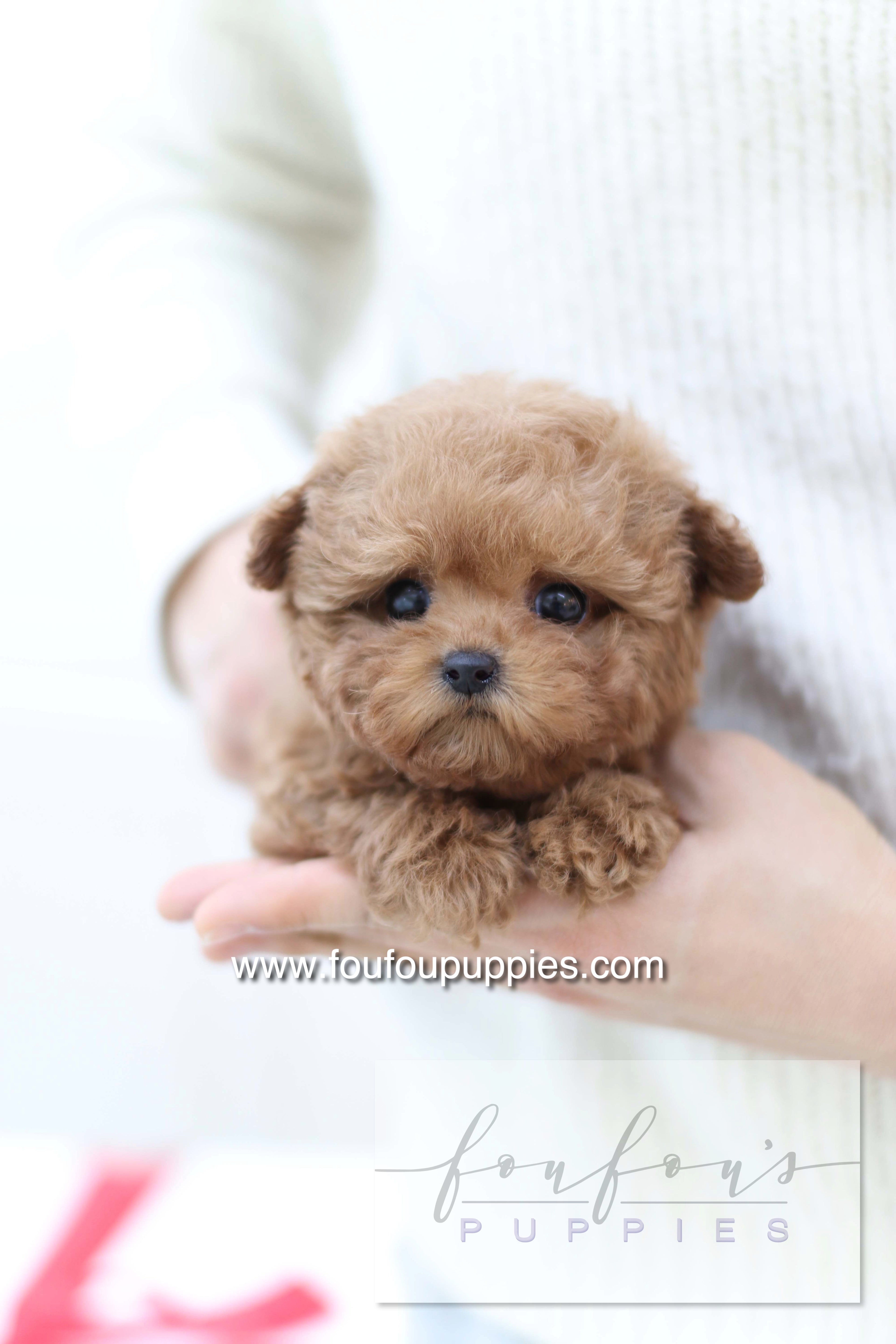 Sakura - Poodle F.