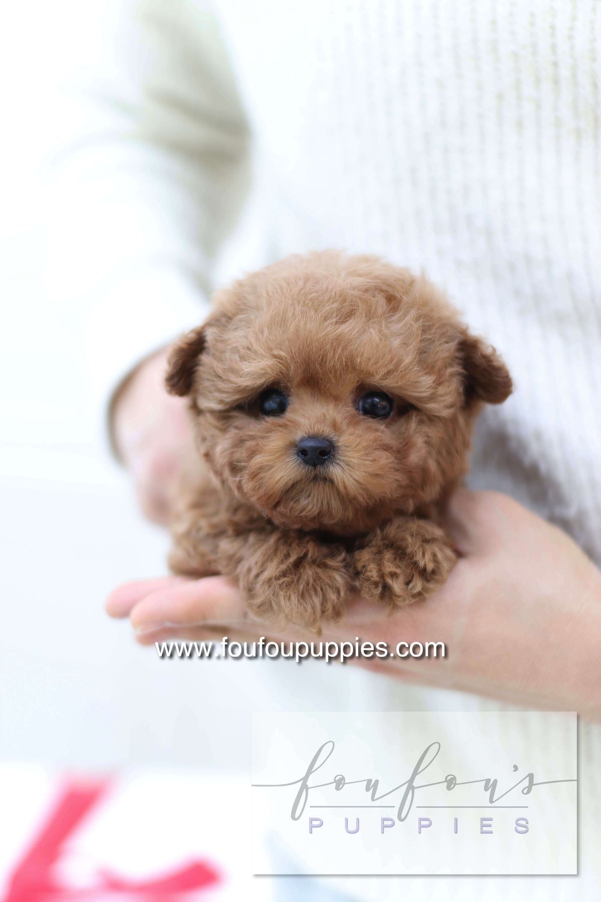 Sakura - Poodle F.