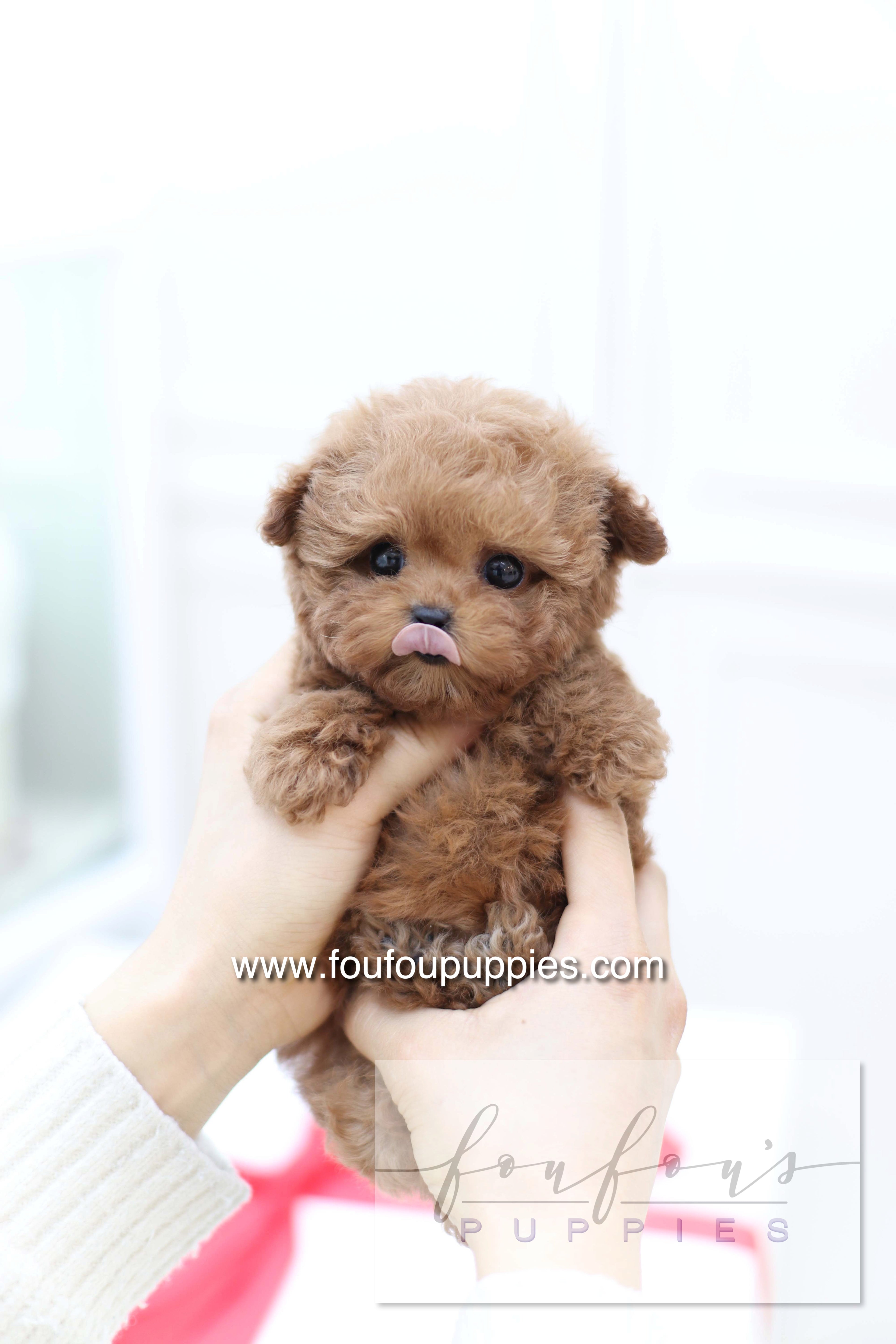 Sakura - Poodle F.