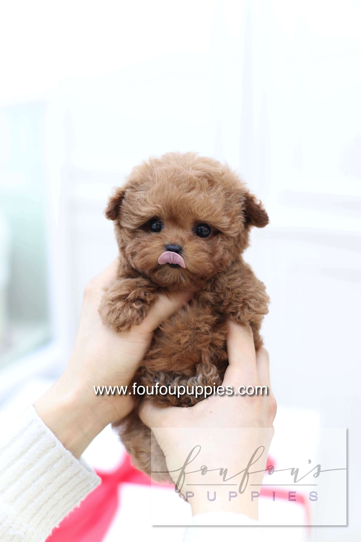 Sakura - Poodle F.