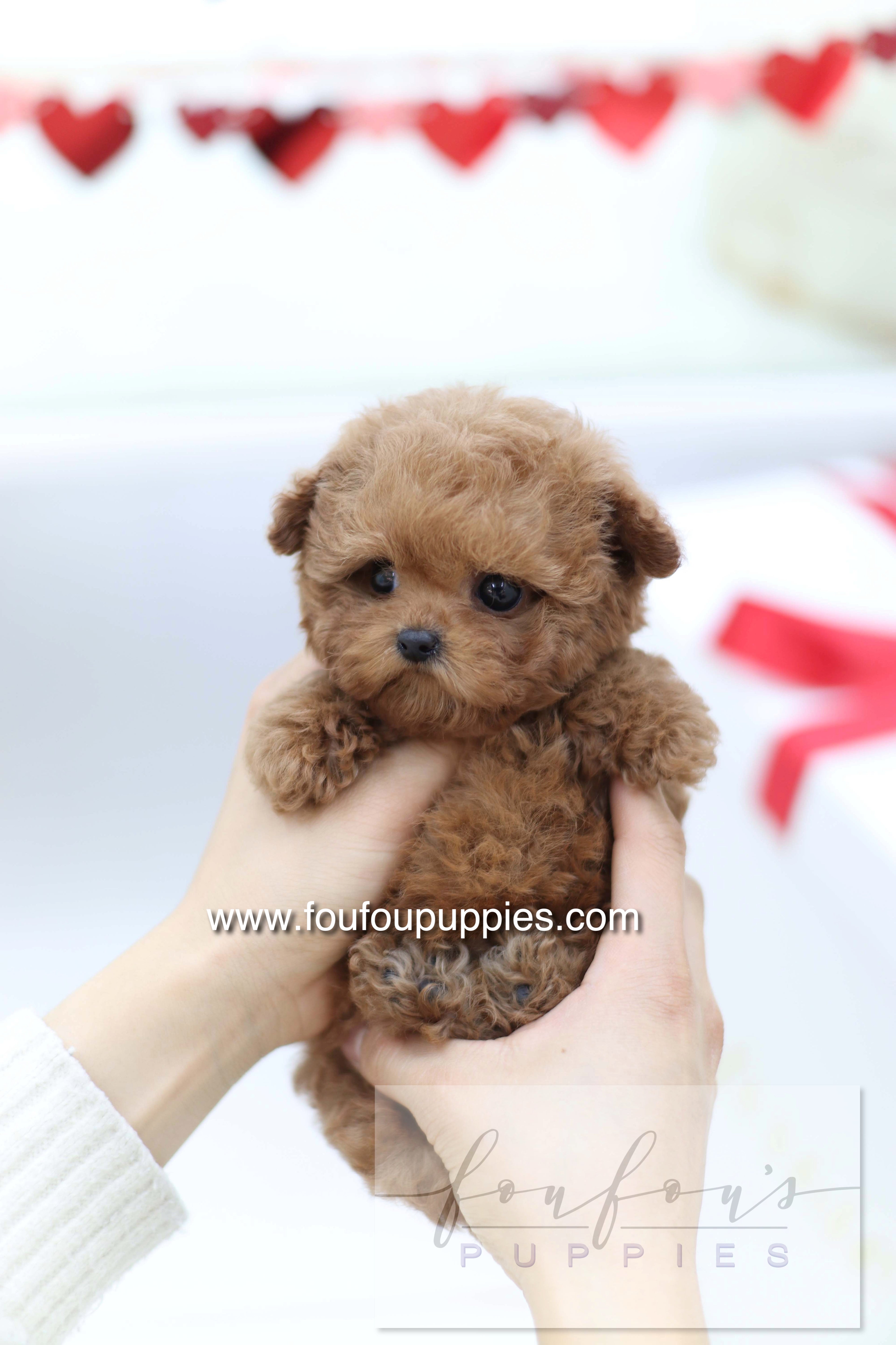 Sakura - Poodle F.