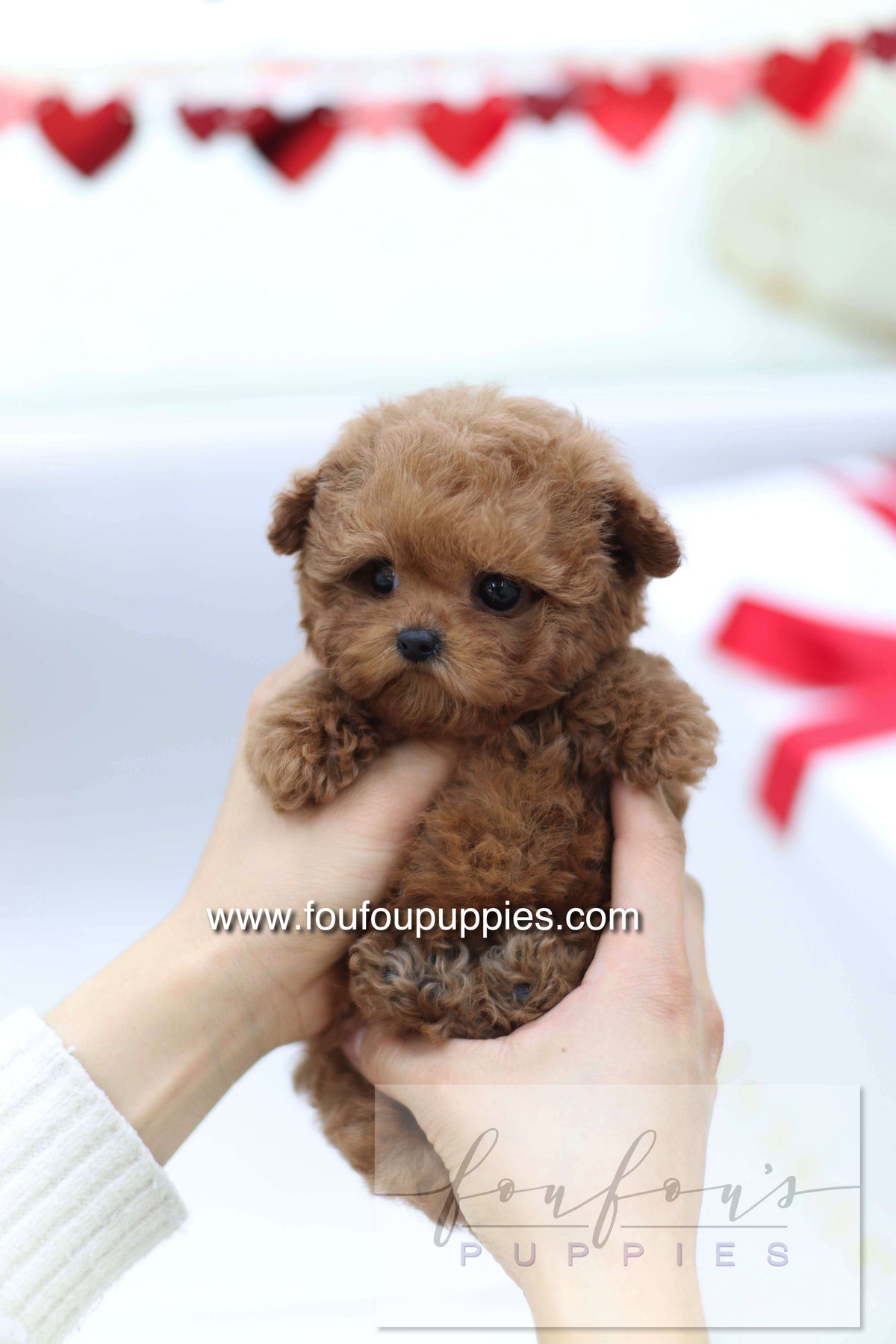 Sakura - Poodle F.