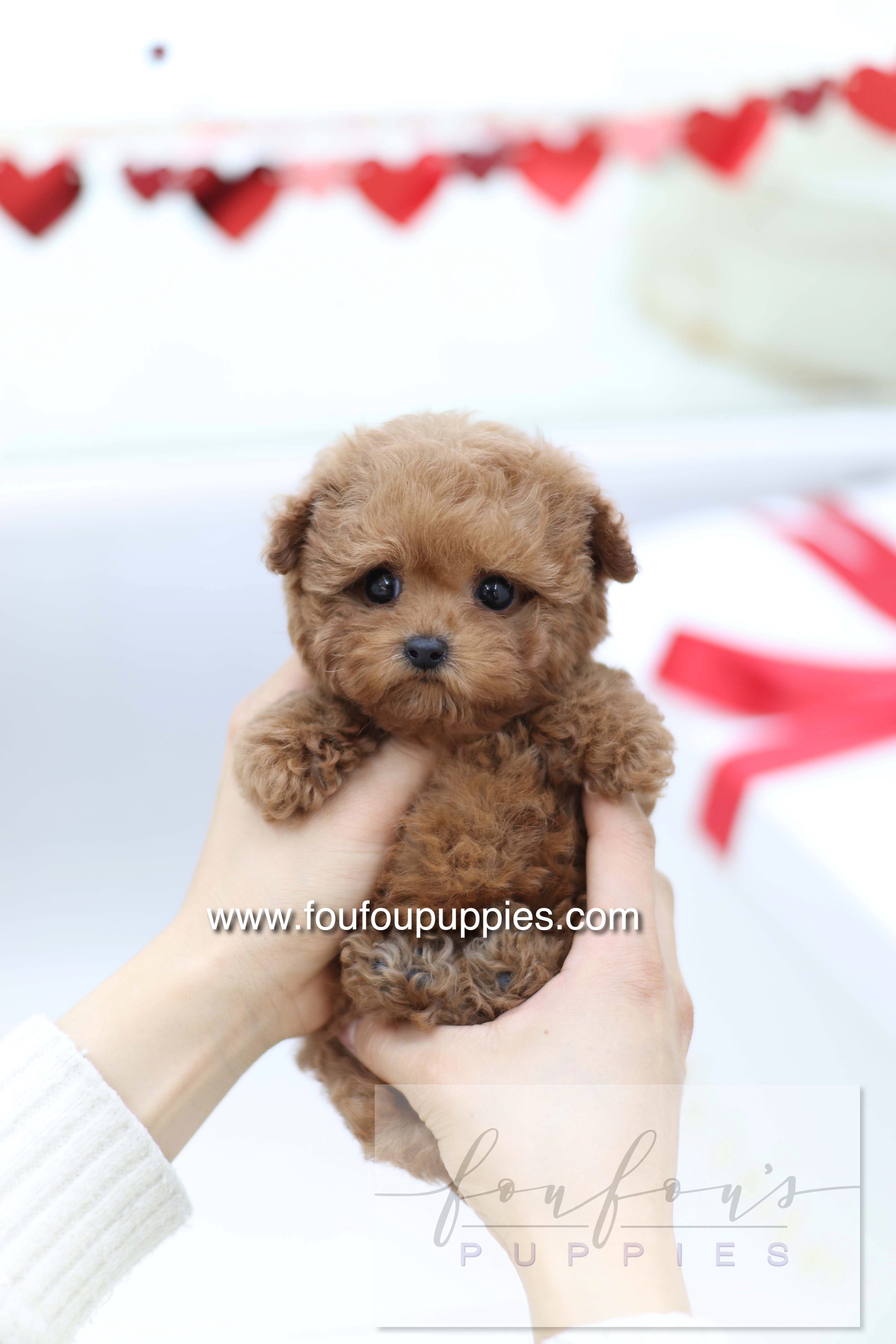 Sakura - Poodle F.