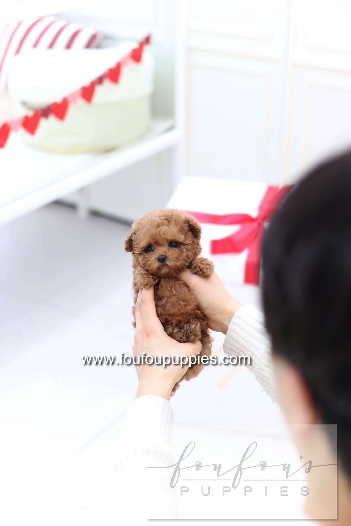 Sakura - Poodle F.