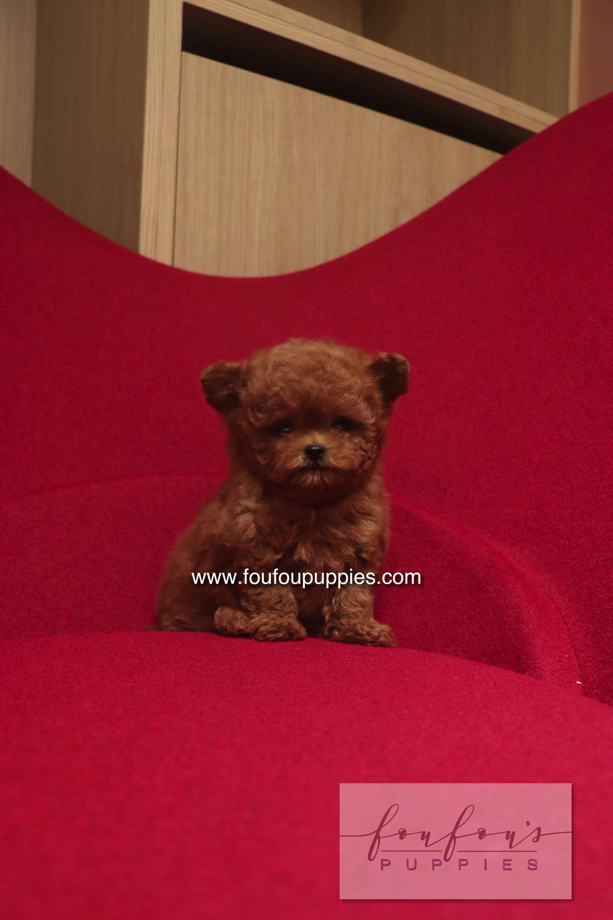 Rari - Poodle M.