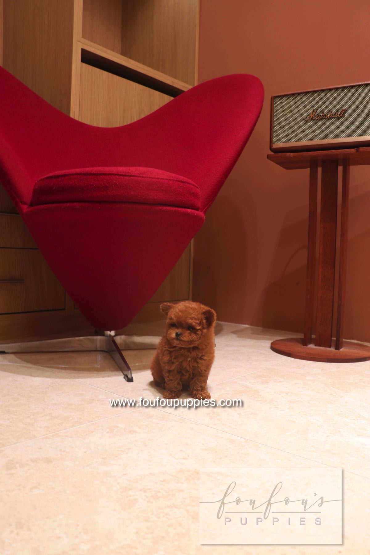 Rari - Poodle M.
