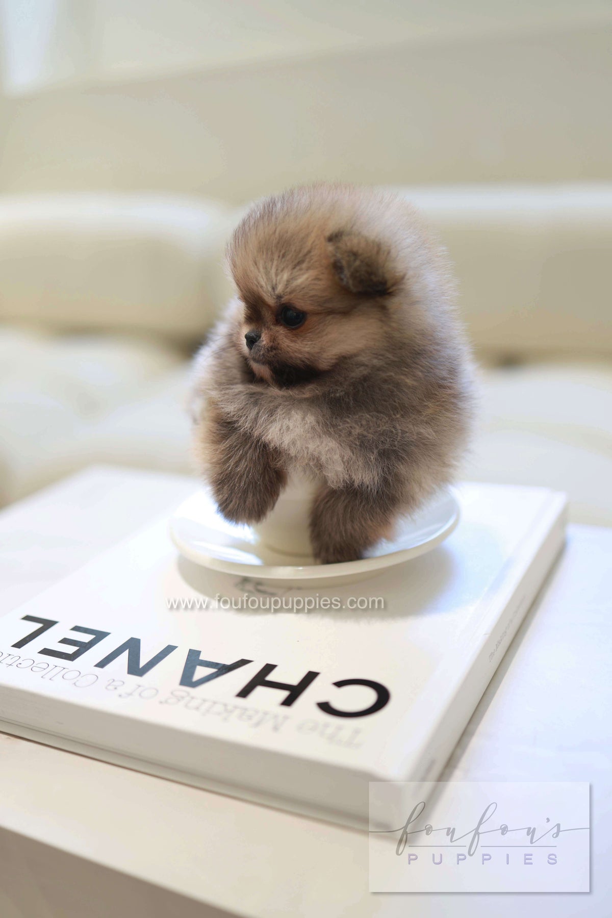 Souflé - Pomeranian F.