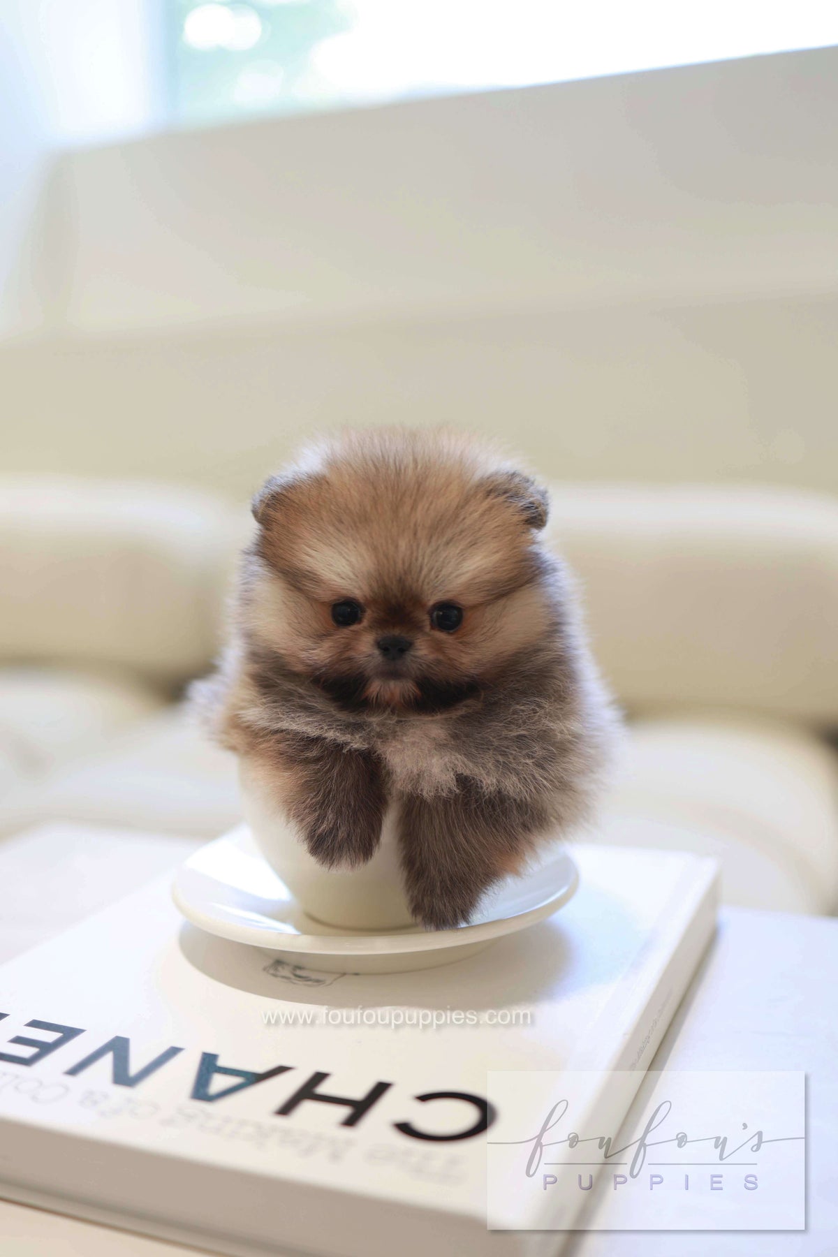 Souflé - Pomeranian F.