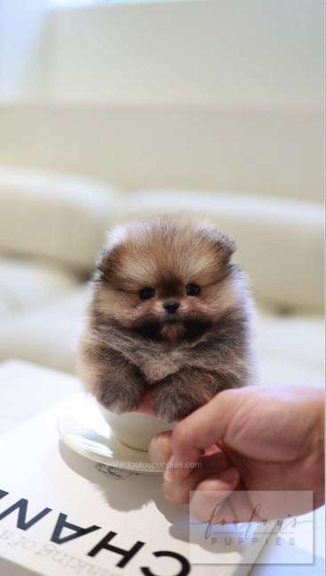 Souflé - Pomeranian F.