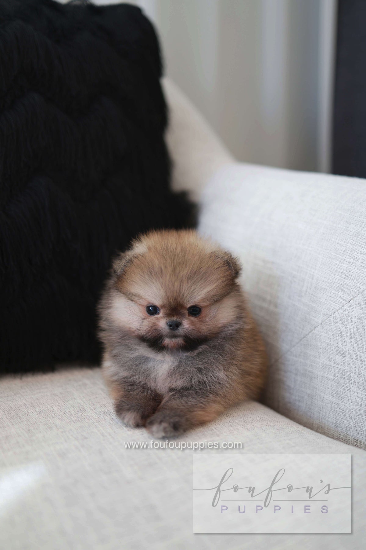Souflé - Pomeranian F.