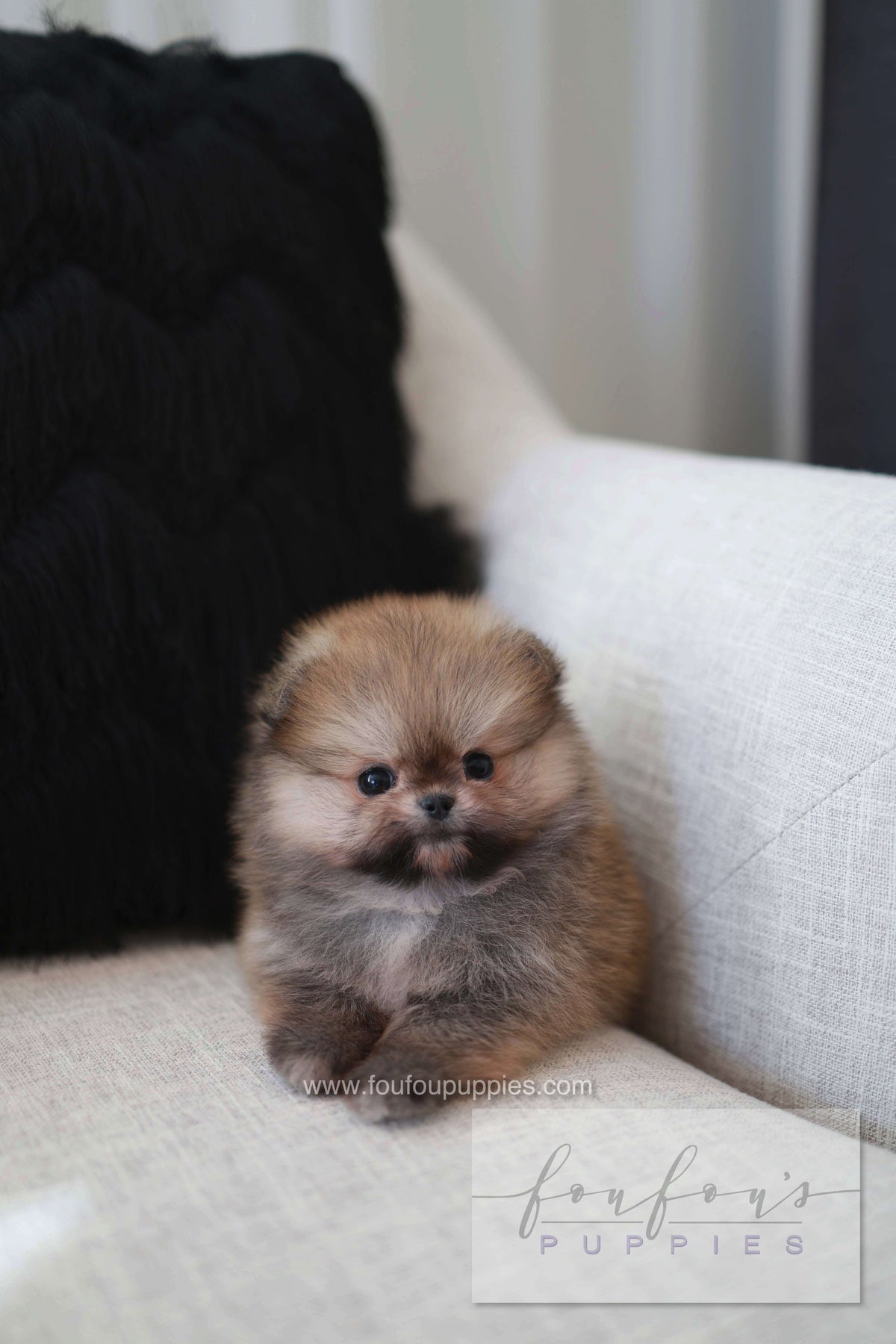 Souflé - Pomeranian F.