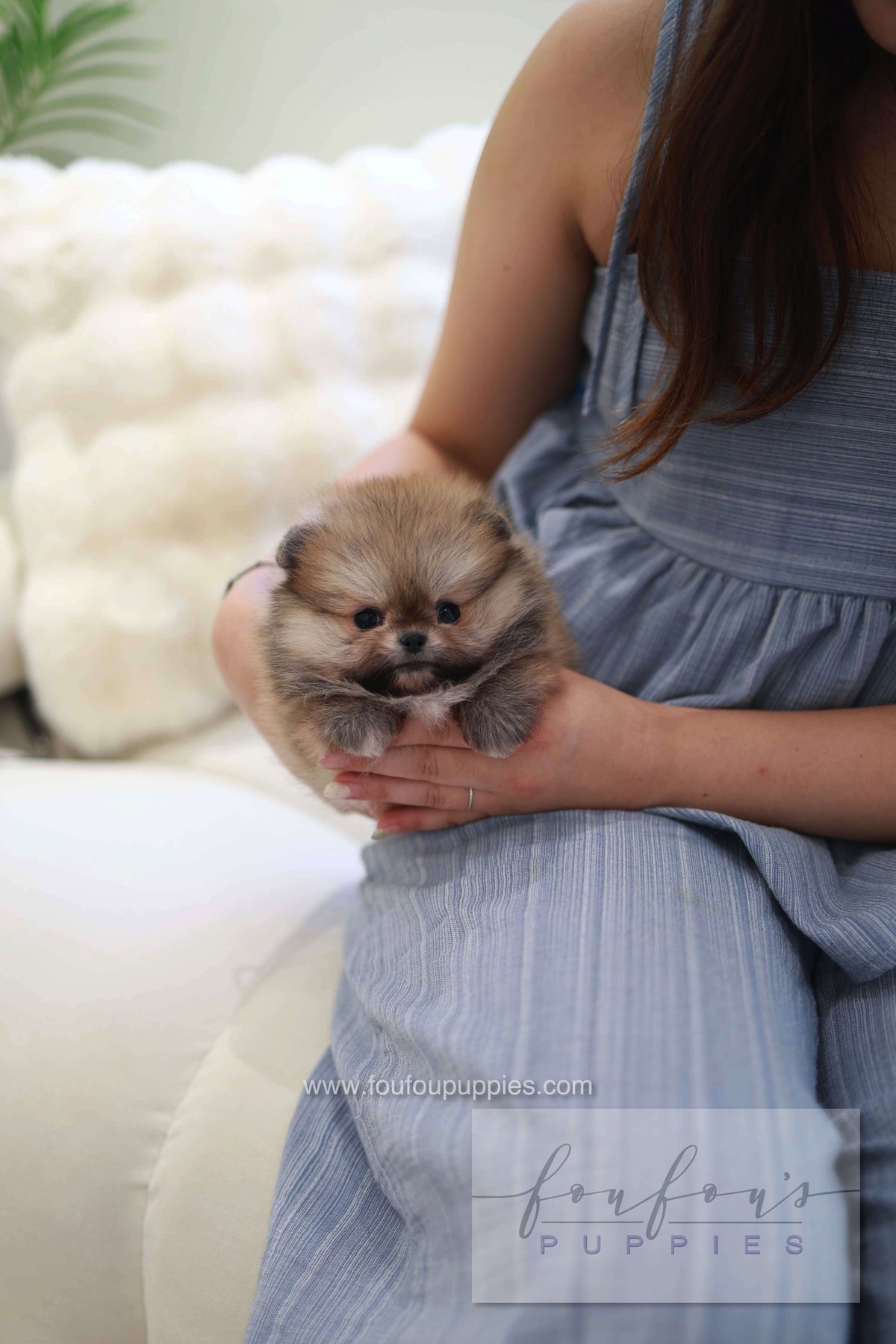 Souflé - Pomeranian F.