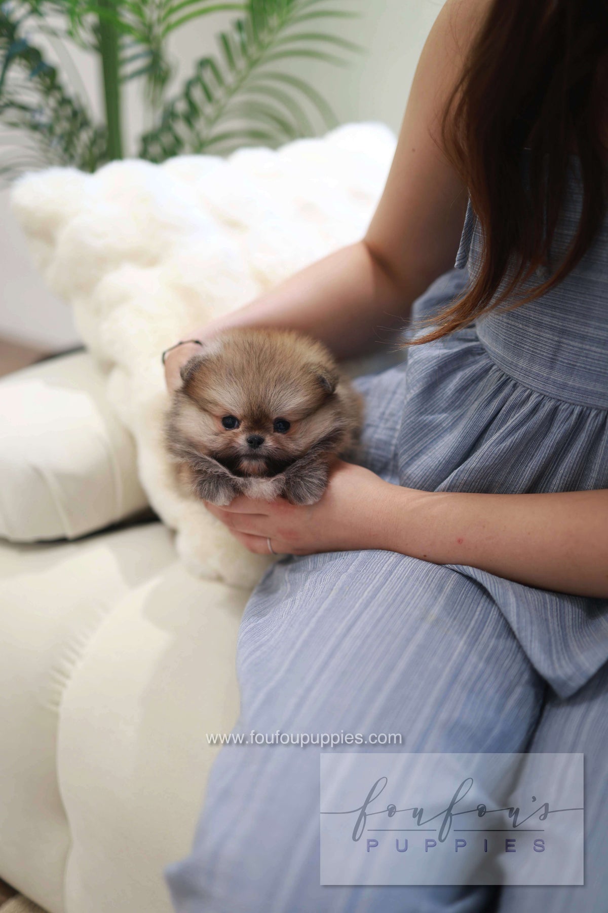 Souflé - Pomeranian F.