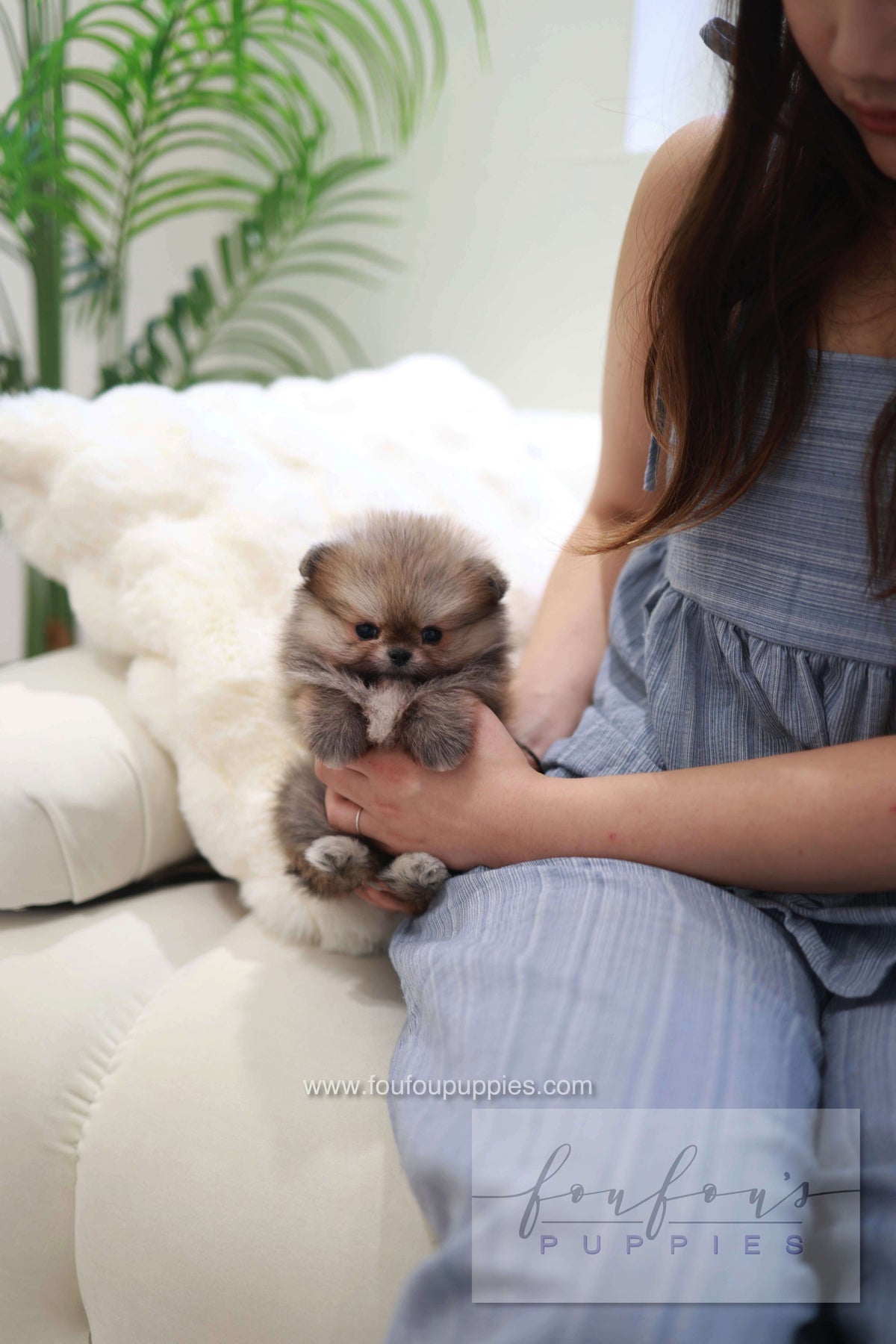 Souflé - Pomeranian F.