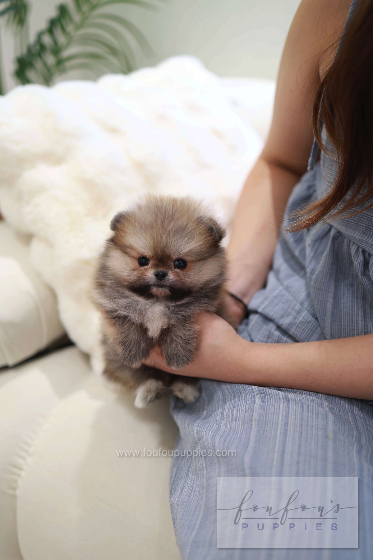 Souflé - Pomeranian F.