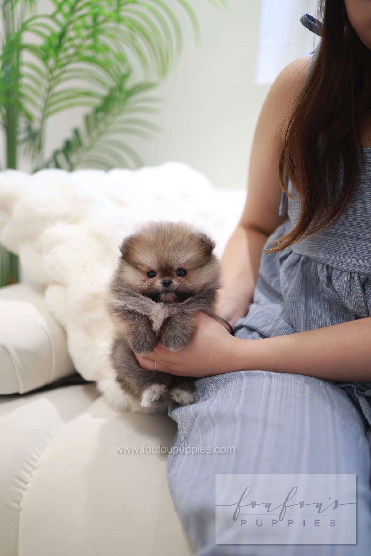 Souflé - Pomeranian F.