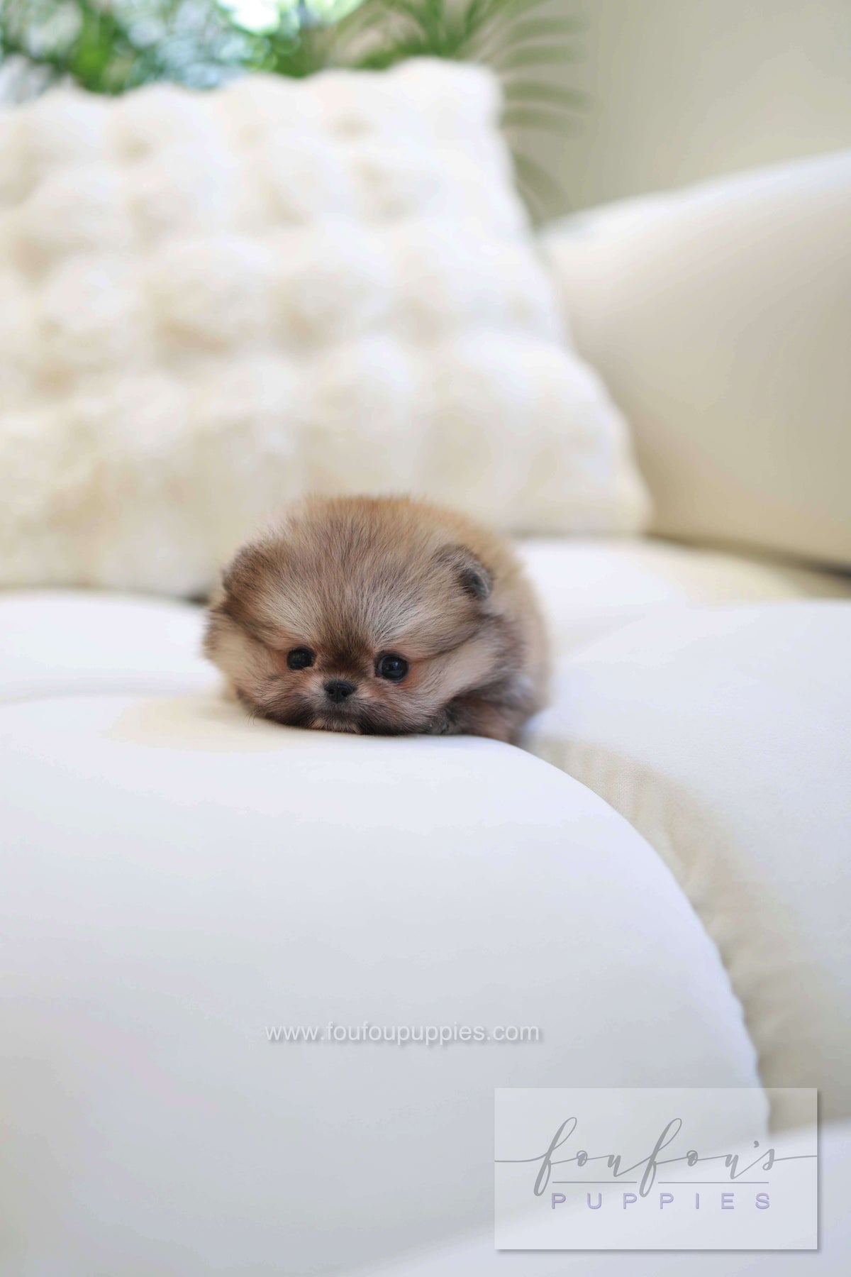 Souflé - Pomeranian F.