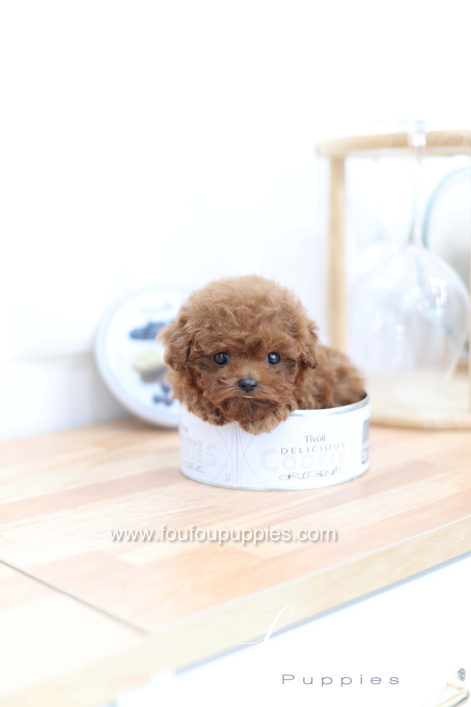 Merlot - Poodle F.