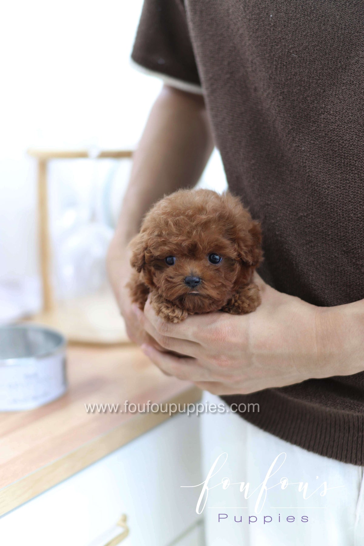 Merlot - Poodle F.