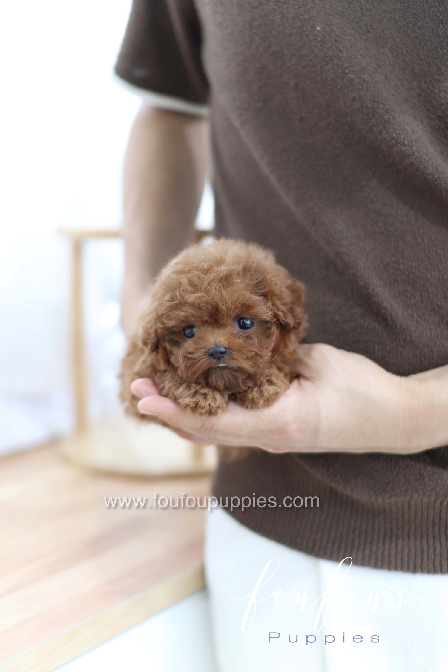 Merlot - Poodle F.