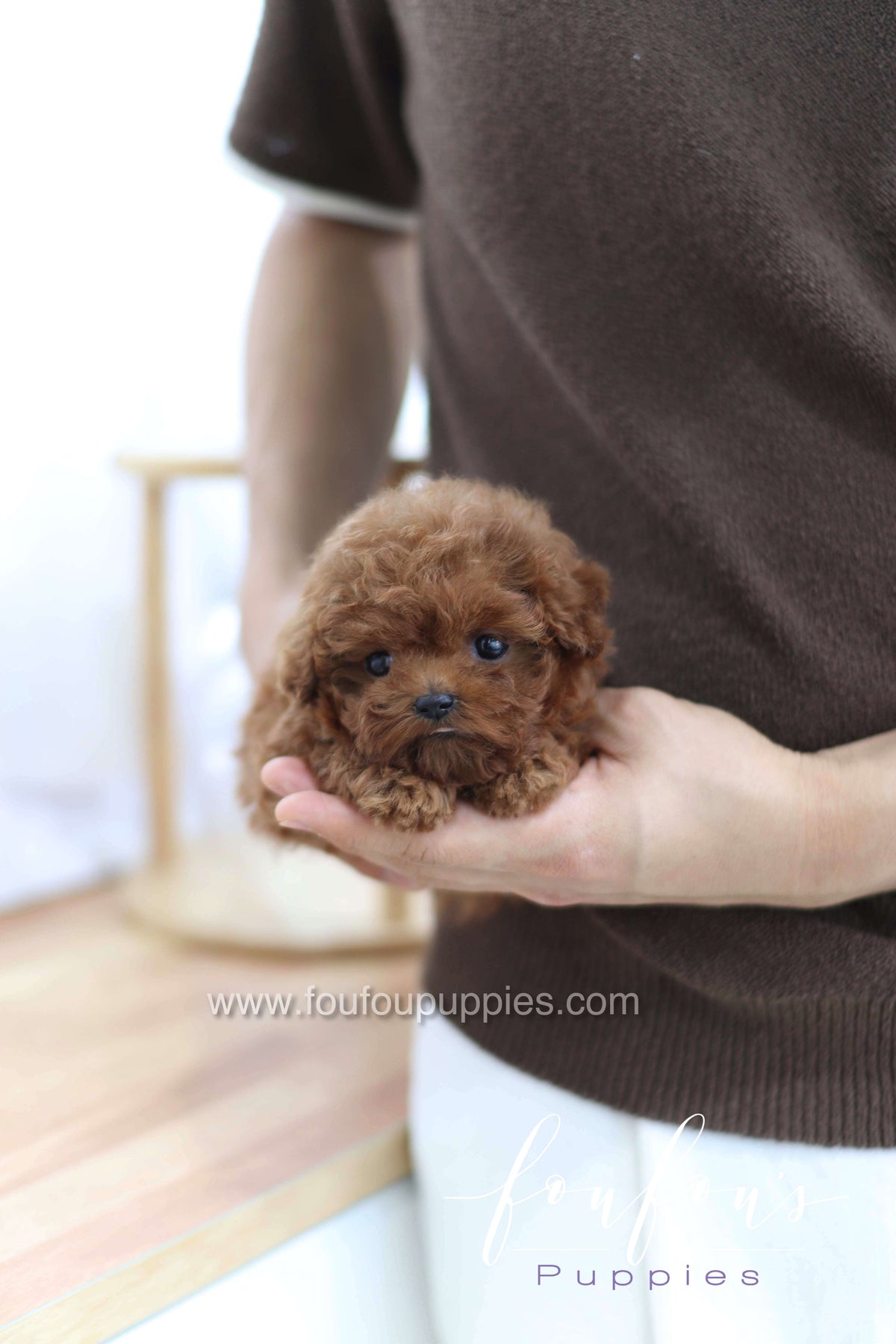 Merlot - Poodle F.