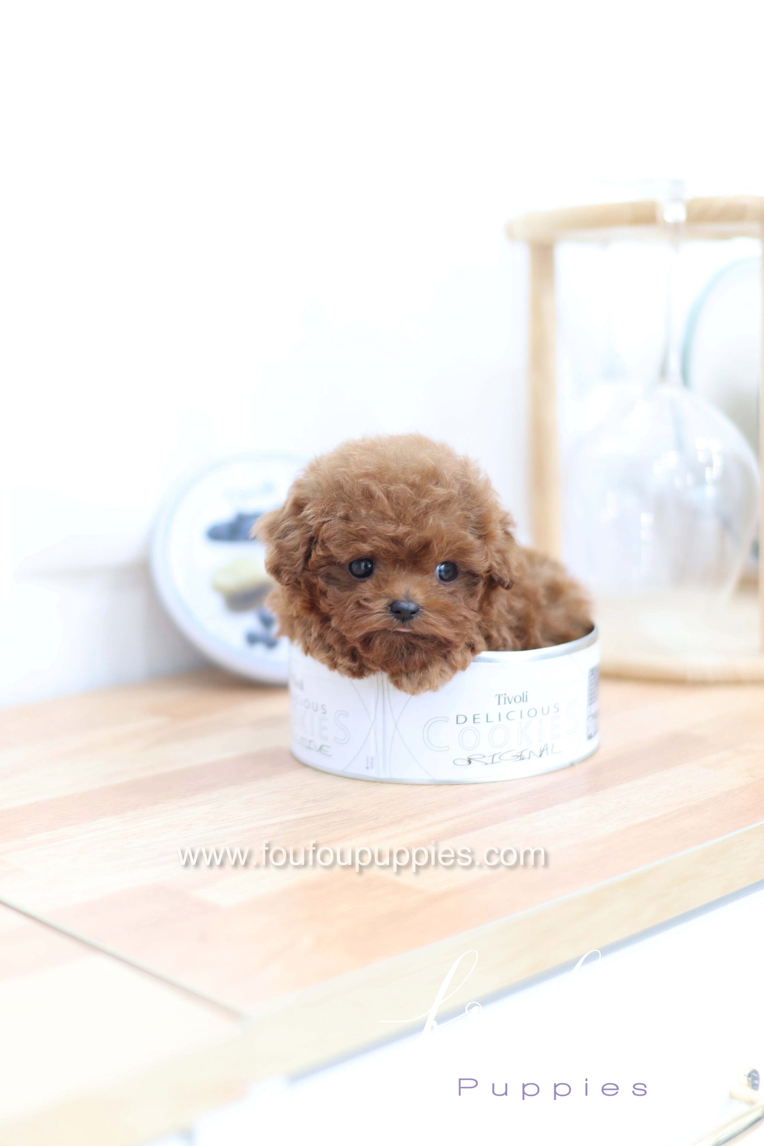 Merlot - Poodle F.