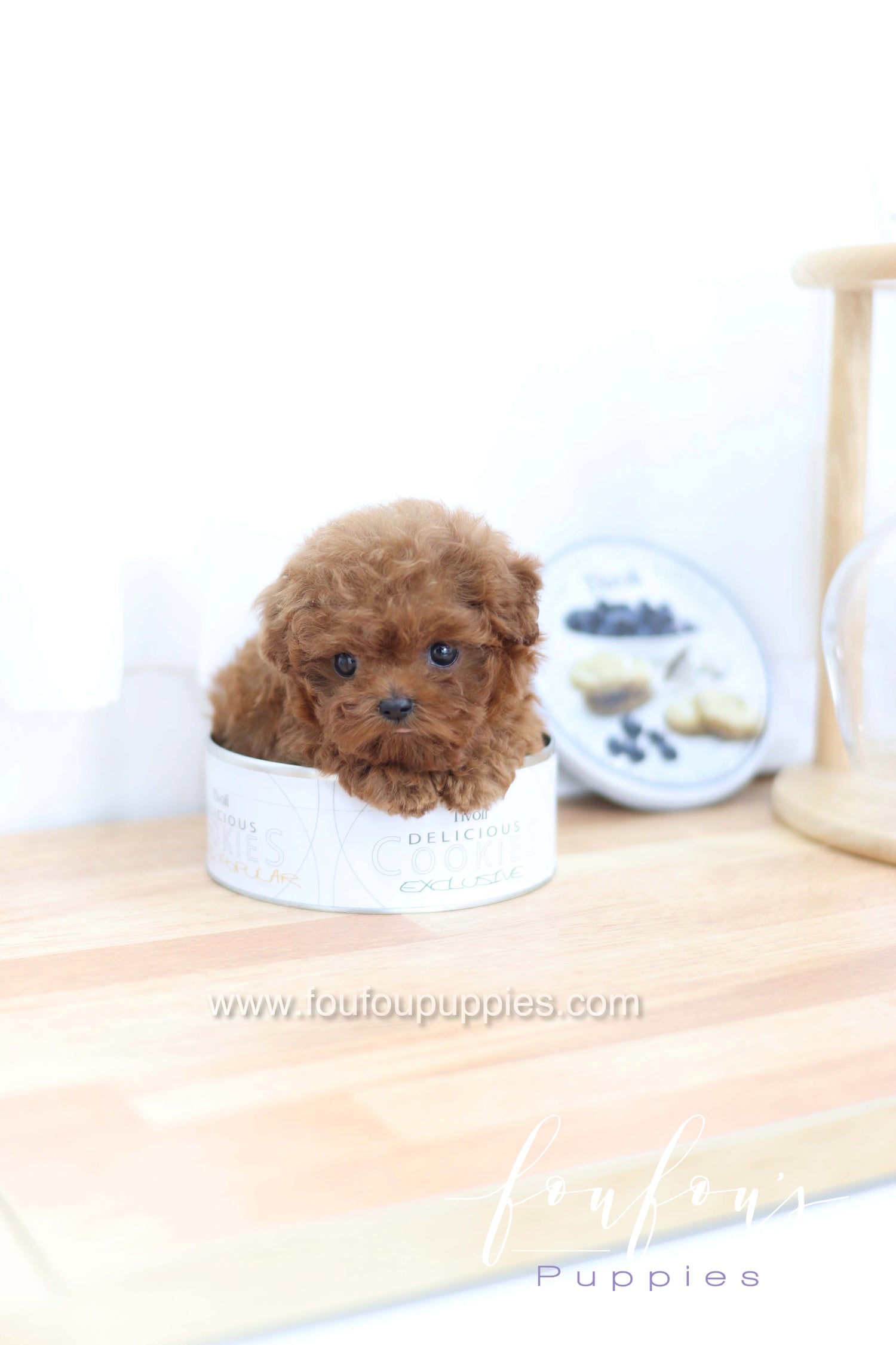 Merlot - Poodle F.
