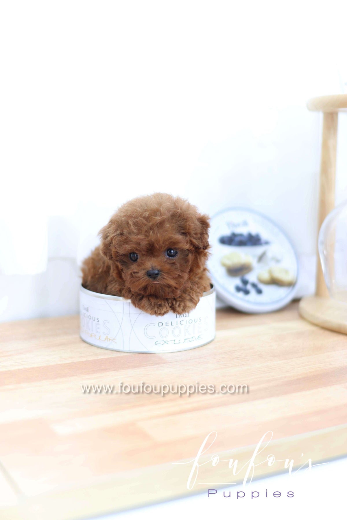 Merlot - Poodle F.