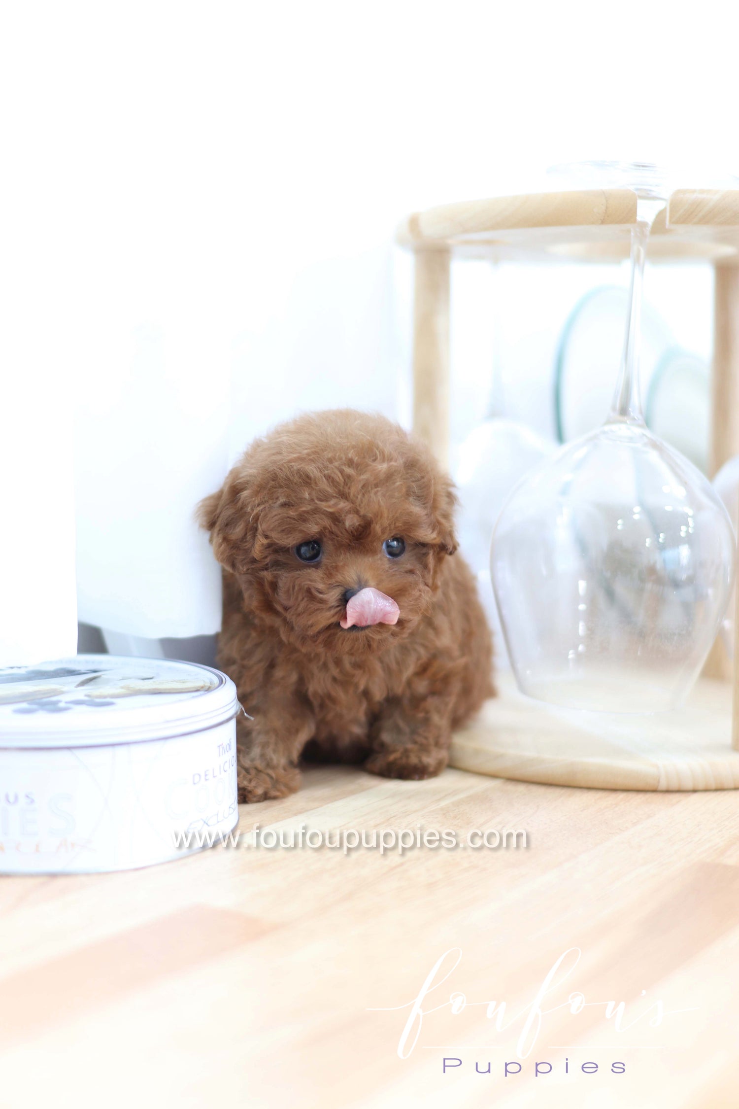 Merlot - Poodle F.