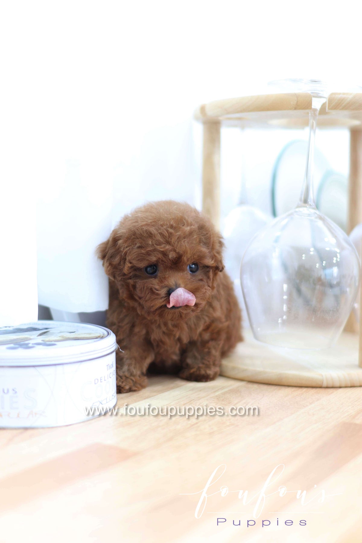 Merlot - Poodle F.