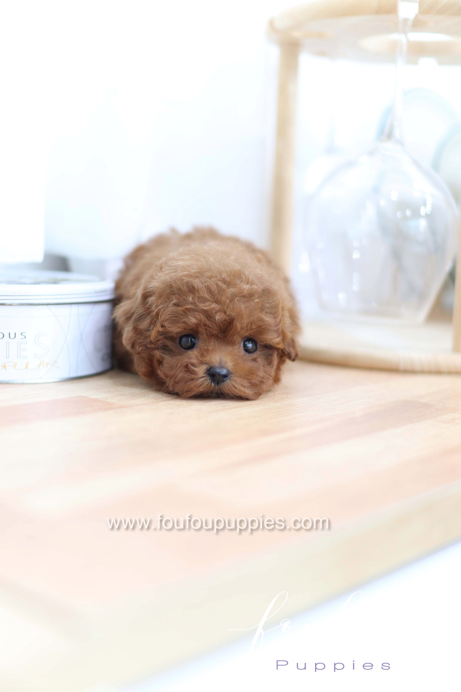 Merlot - Poodle F.