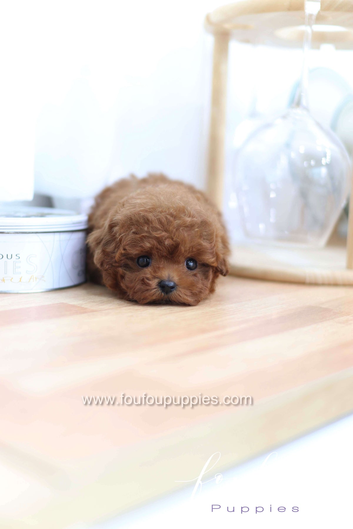 Merlot - Poodle F.